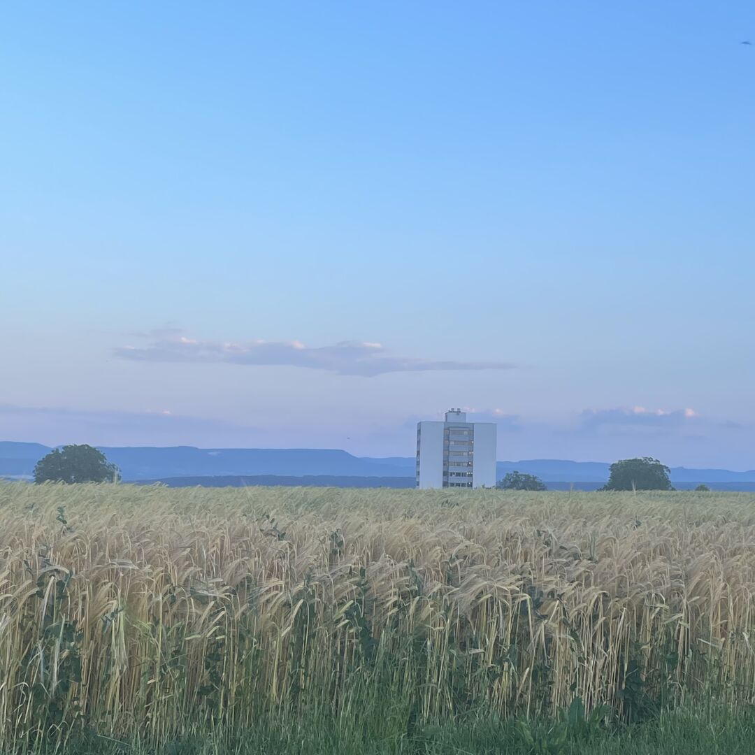 A photo of the same landscape: a barley field in front of a building with the mountains in the background. 

Ein Foto derselben Landschaft: ein reifes Gerstenfeld vor dem Häuserblock und Berge im Hintergrund.