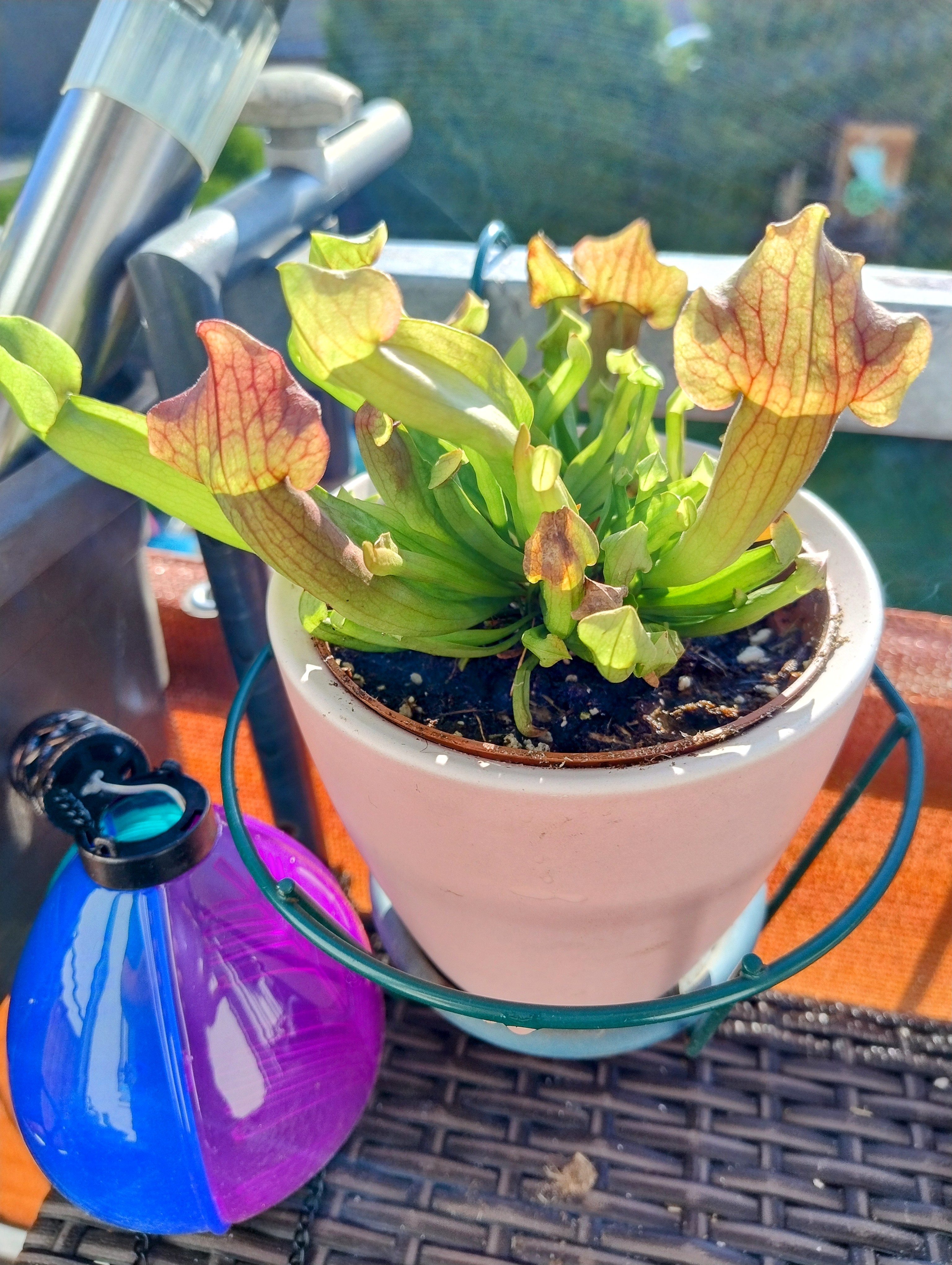 Eine Schlauchpflanze in einem pastelpinken Übertopf.
Links unten liegt Blau-lila farbener Deko Kram, der hat mit dem Post aber nichts zu tun