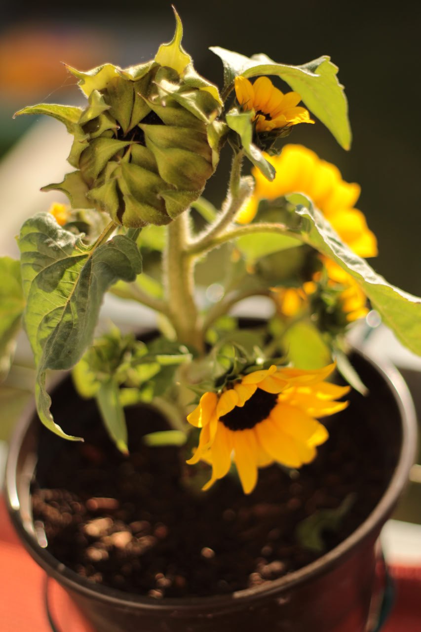 A sunflower with a prominent bloom in the down right quarter