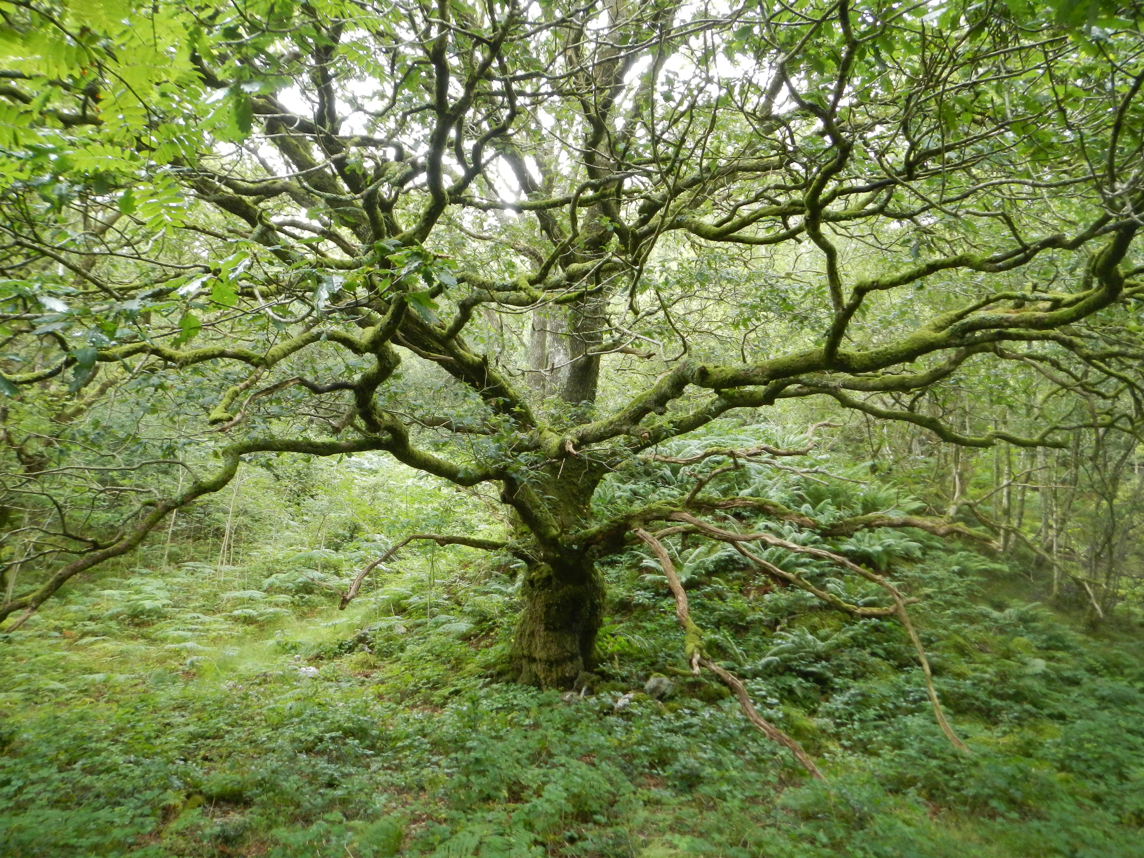 photograph shows a very gnarly tree in a forest. The trunk and branches are almost completely covered in moss. The backdrop is a small hill, that is also completely green, covered in grass and ferns.