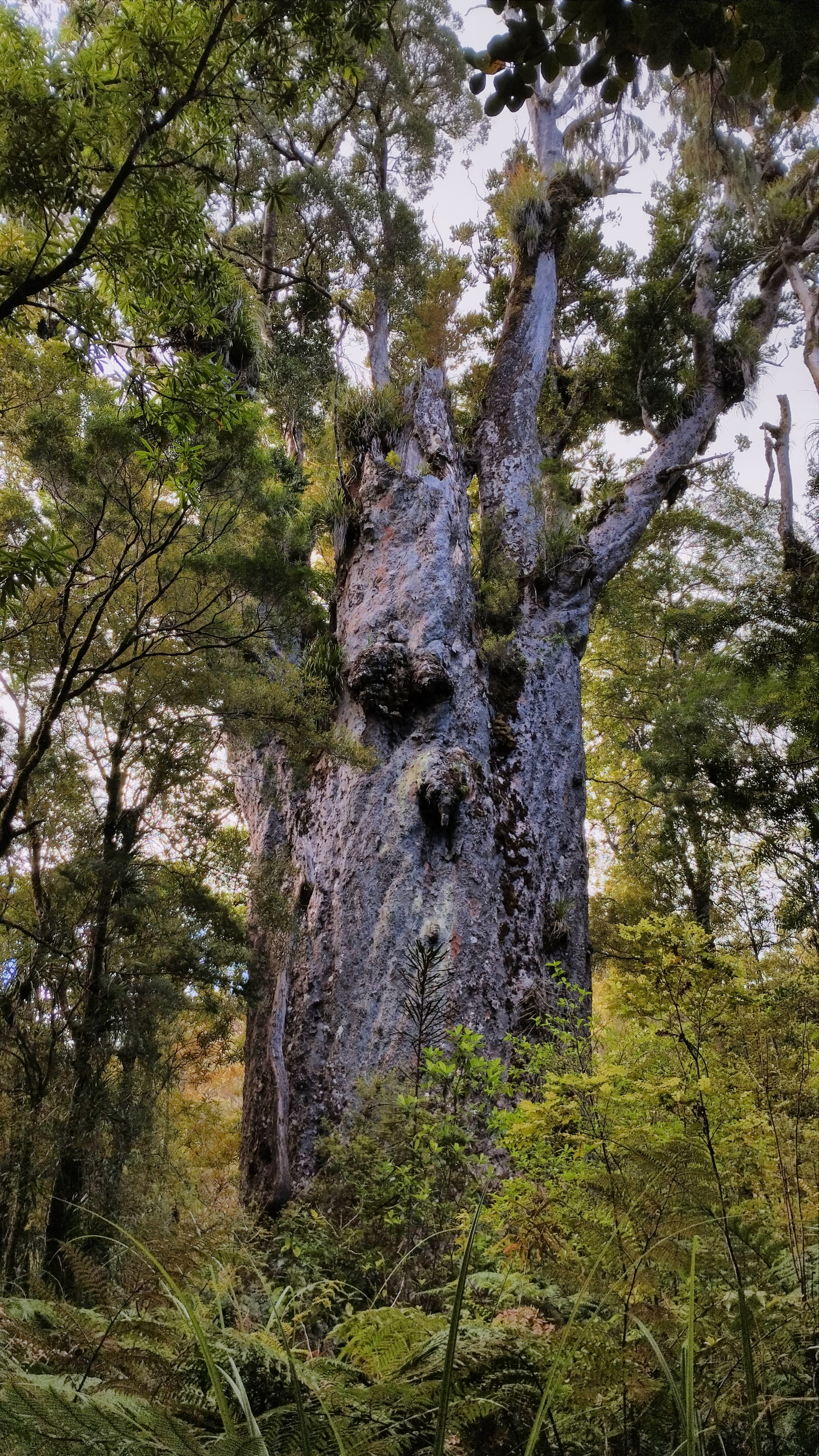 Photograph shows an enormous Kauri tree surrounded by forest. The trunk of the tree is so wide, that at first glance it doesn't really register as a tree at all, compared to its neighbours. There are only some branches left at the top of the tree (it has lost some of them during a storm a few years ago). There is a whole lot of other plants (ferns, grasses and even smaller trees) growing on the Kauri.