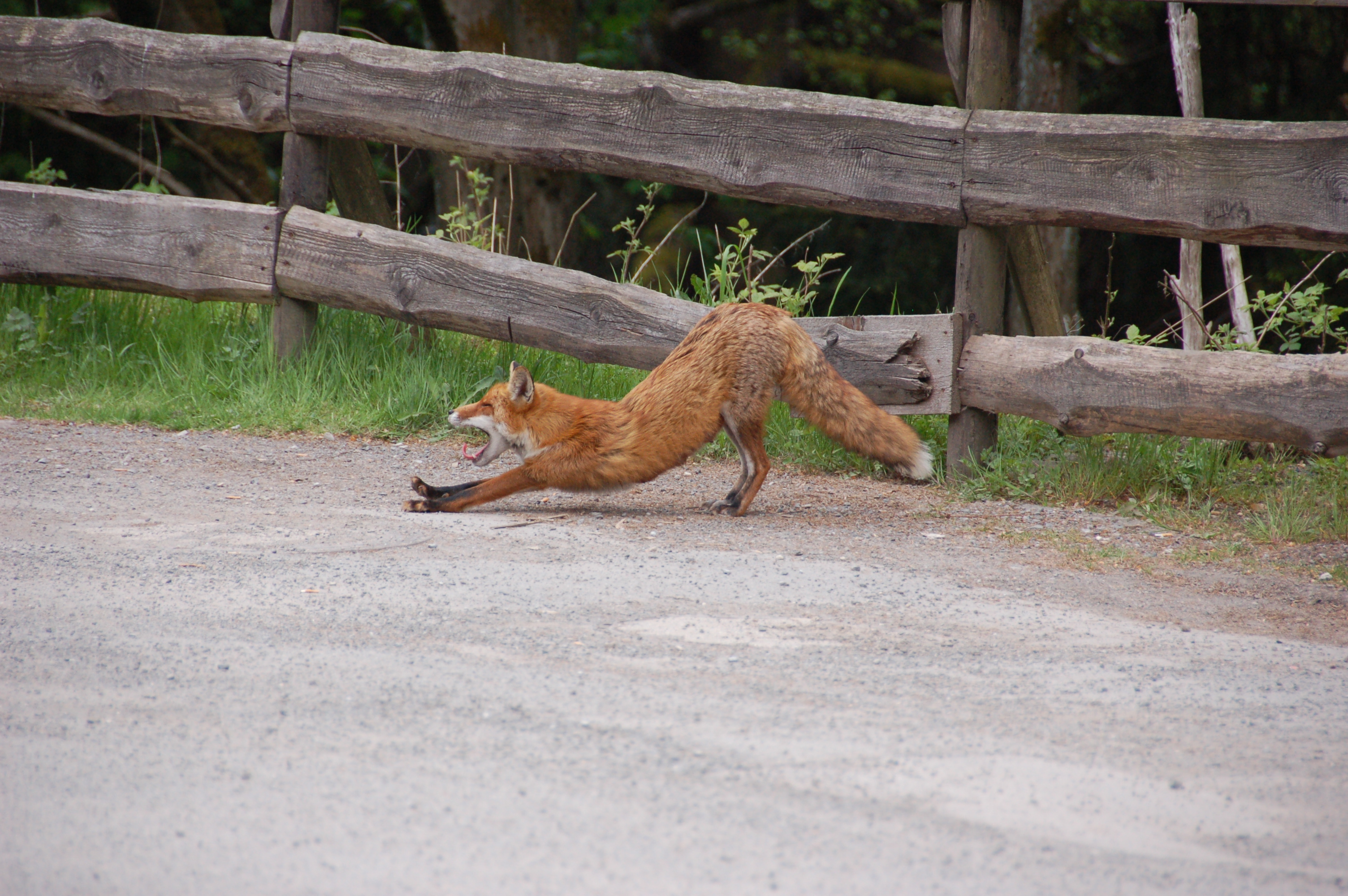 photograph shows a red fox yawning and doing stretches in front of a wooden fence