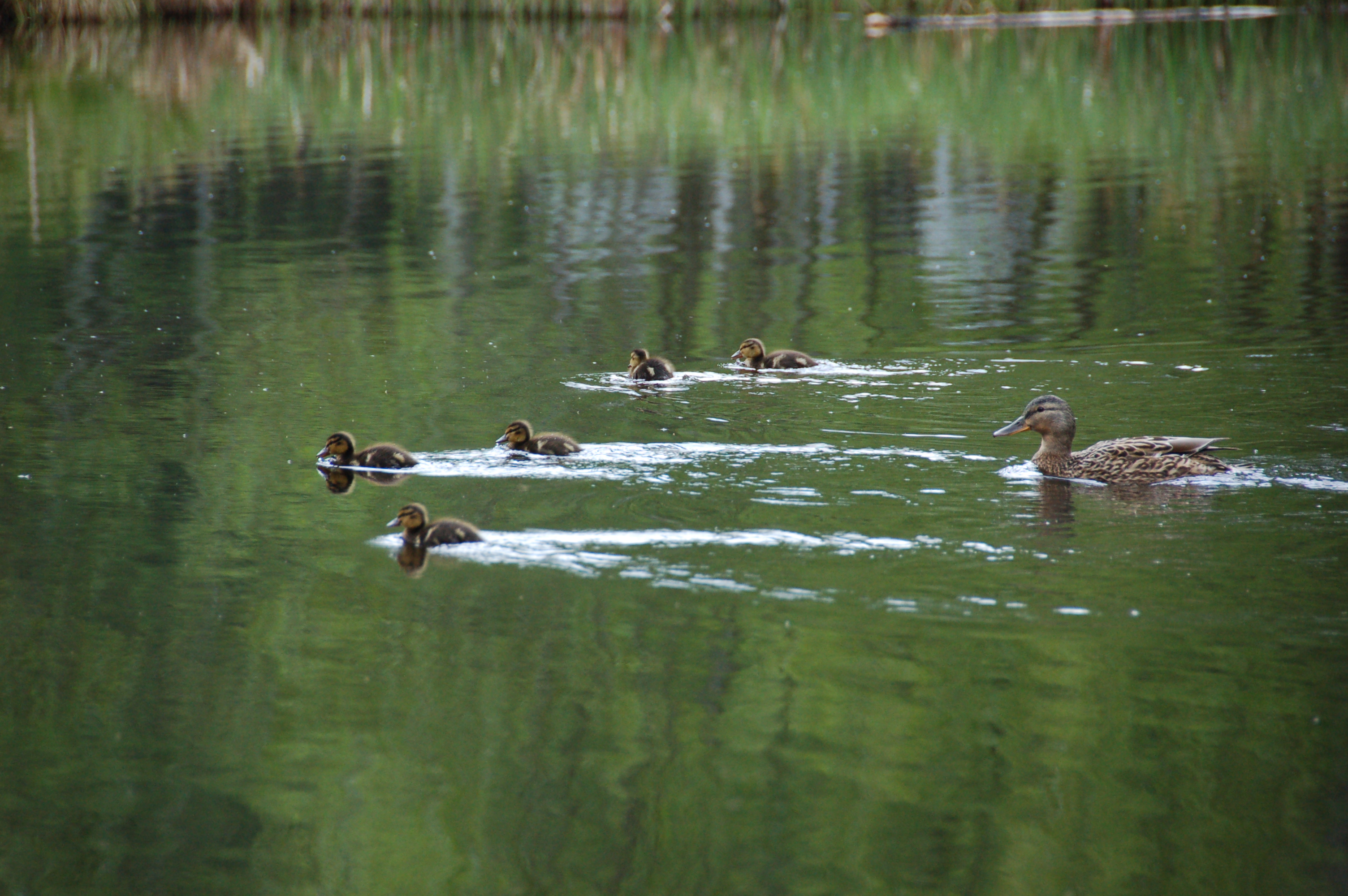 photograph shows a female mallard duck and 5 ducklings on a lake. The ducklings are swimming ahead of their mother.
