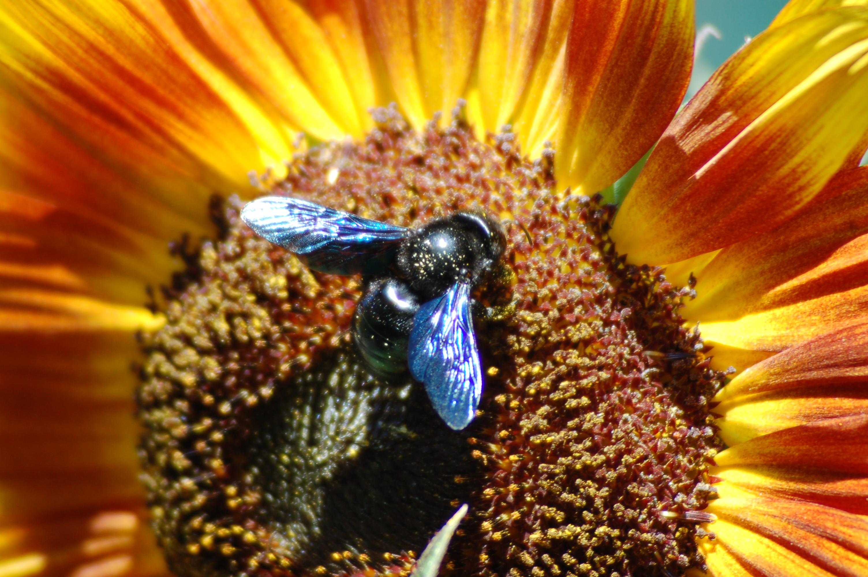 photo shows a black carpenter bee sitting on a yellow and red sunflower.