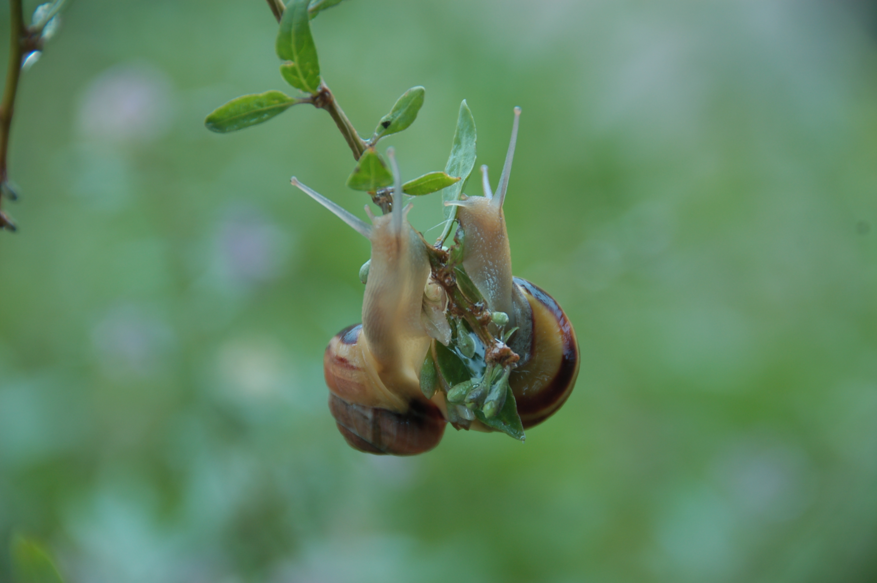 photograph shows to snails facing each other on the tip of a twig.