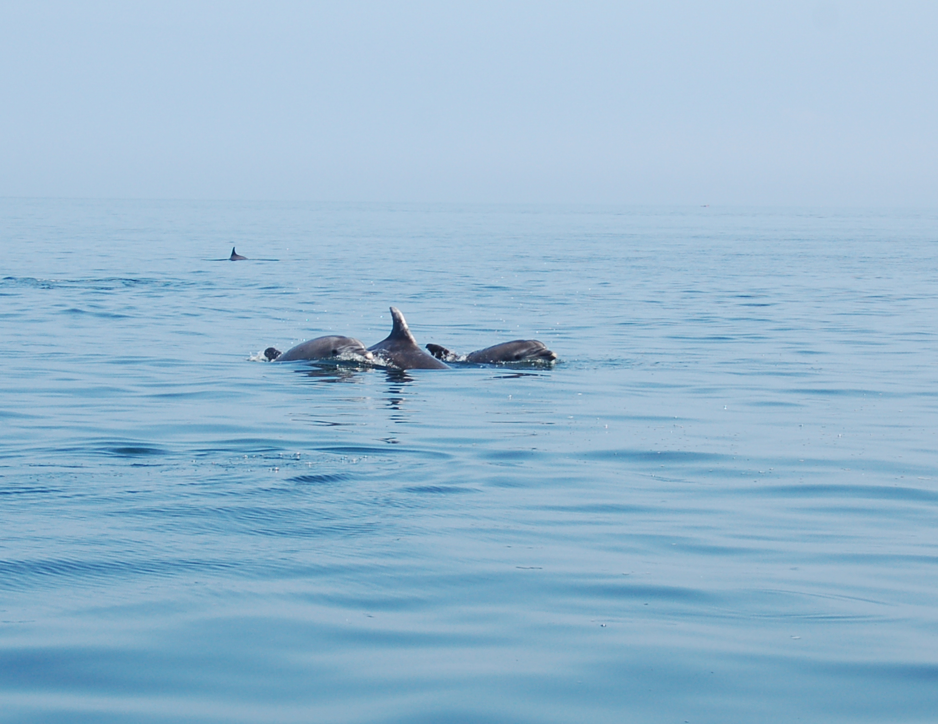 photograph shows a group of three dolphins. The faces of the dolphins on the left and right and the fin of the one in the middle are visible. There's the fin of a fourth in the distance.
The see is bright light blue and very calm, it looks almost as if you could walk to the horizon.