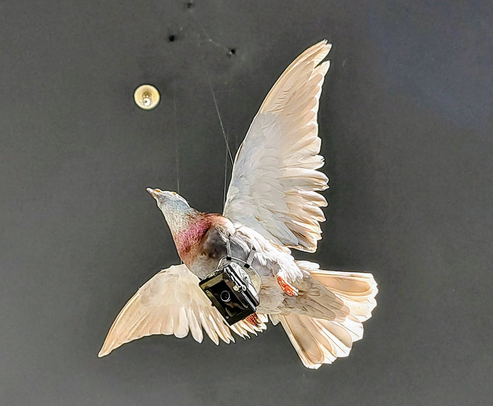 taxidermied pigeon hanging from a ceiling; it is carrying a small phtographic camera
