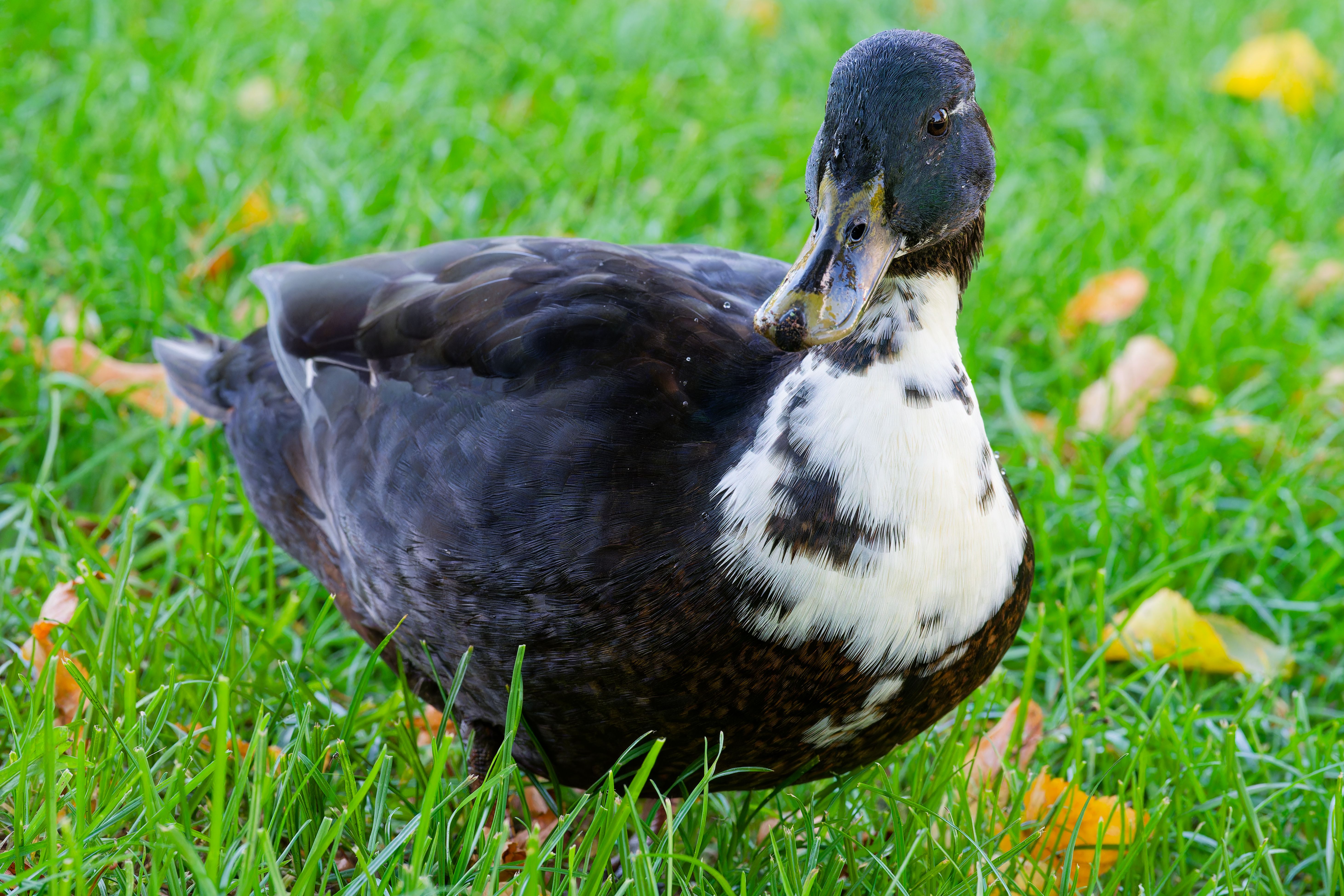 A duck standing in the grass. Full frontal shot.