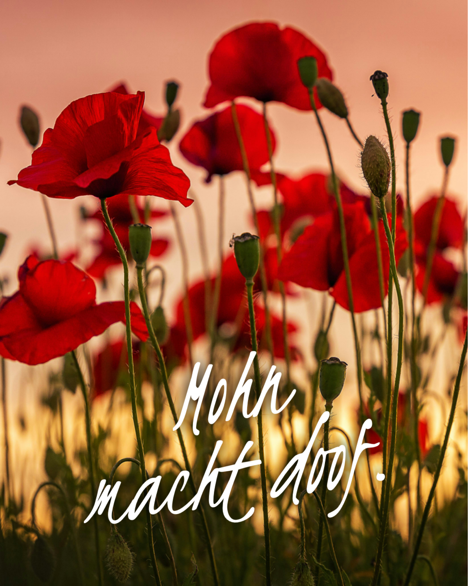 Ein Feld voller leuchtend roter Mohnblumen, teils in voller Blüte, teils noch als grüne Kapseln. Die Pflanzen ragen gegen einen warmen, orange-rosa gefärbten Himmel, vermutlich bei Sonnenuntergang.