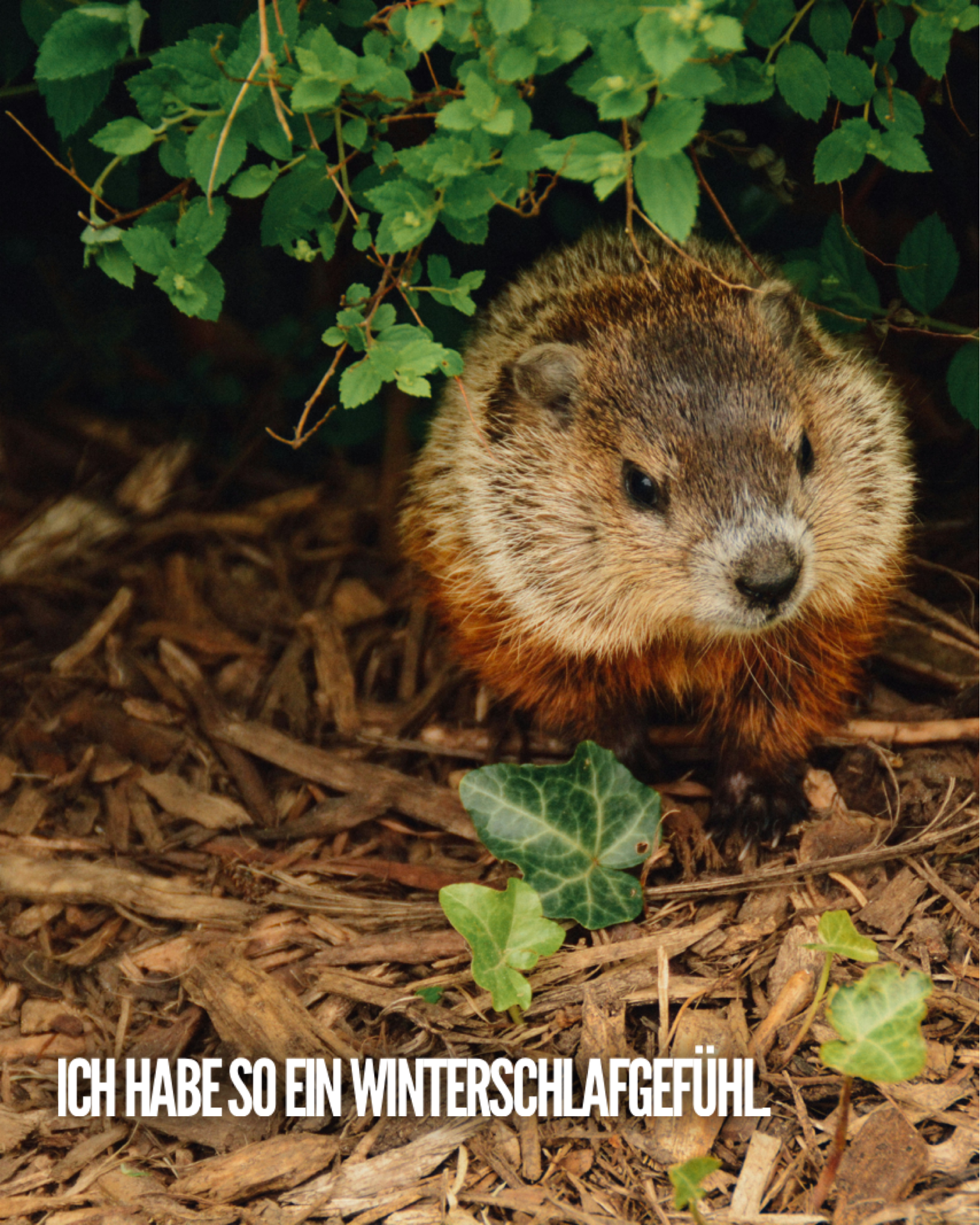 Ein Murmeltier sitzt auf einer Schicht aus Holzmulch. Es lugt unter einem dichten Strauch mit grünen Blättern hervor. Einige Efeublätter liegen im Vordergrund am Boden.