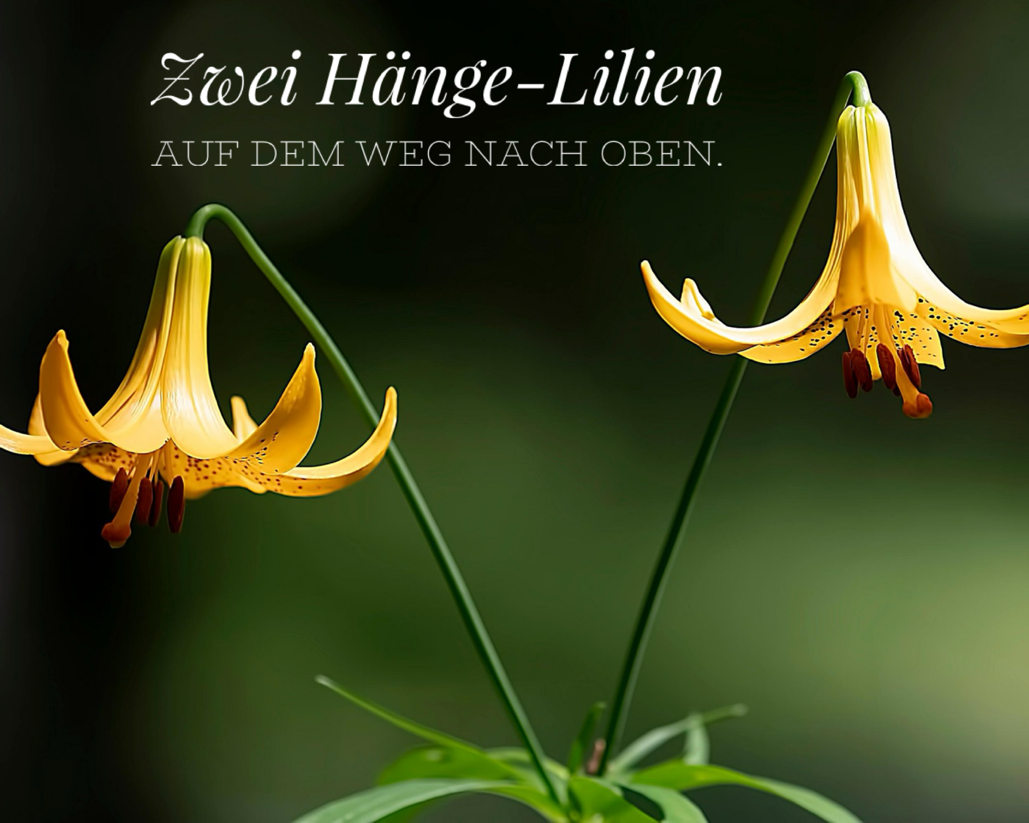 Zwei gelbe, glockenförmige Lilienblüten hängen an langen, geschwungenen Stielen vor einem dunkelgrün verschwommenen Hintergrund. Die nach unten geöffneten Blüten zeigen ihre Staubblätter und feinen Sprenkel im Inneren.