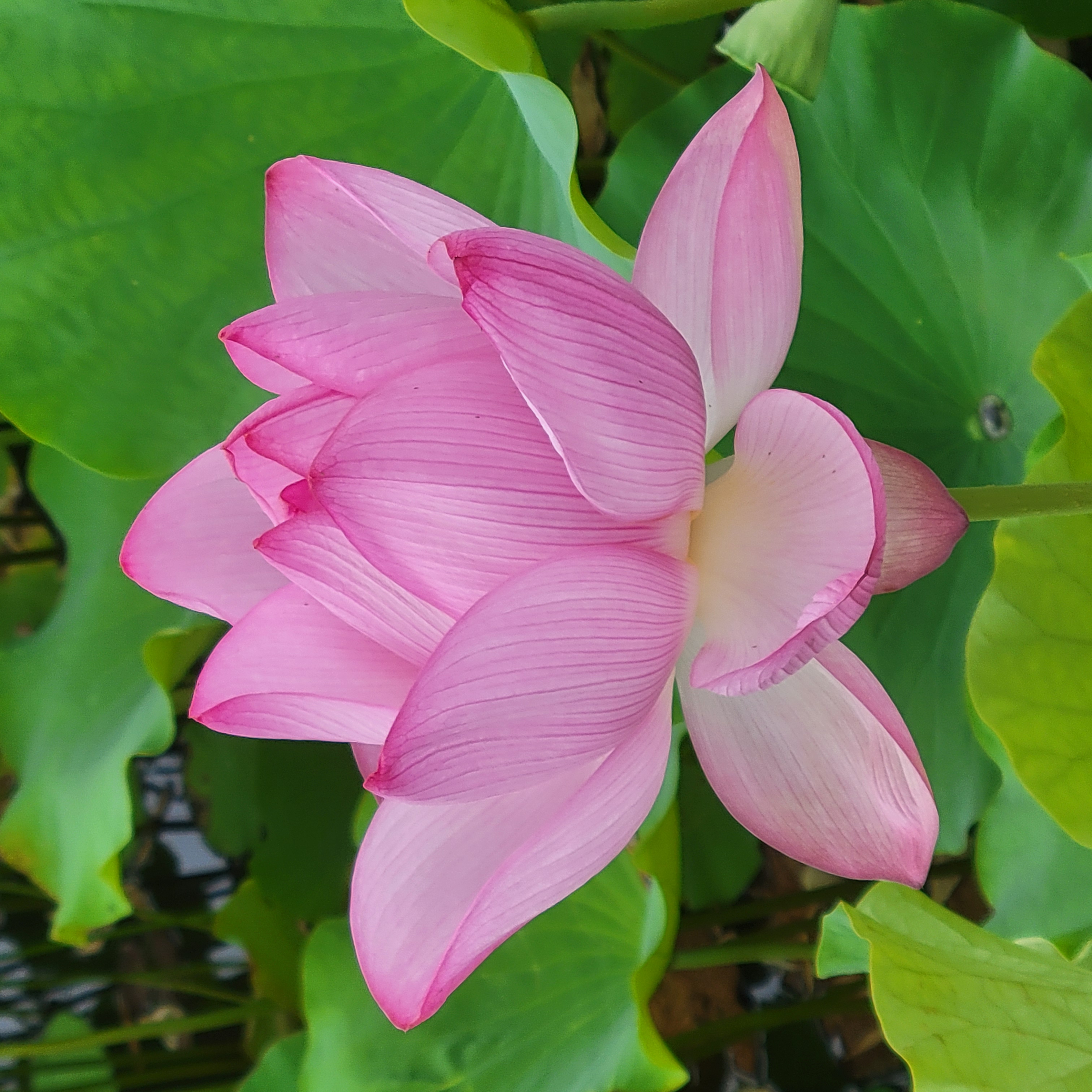 A close-up of a pink lotus flower in full bloom, standing above broad green lotus leaves. The petals transition from soft white at the base to rich pink at the tips, with fine veins running through each one. The flower is centered, surrounded by the lush green leaves.