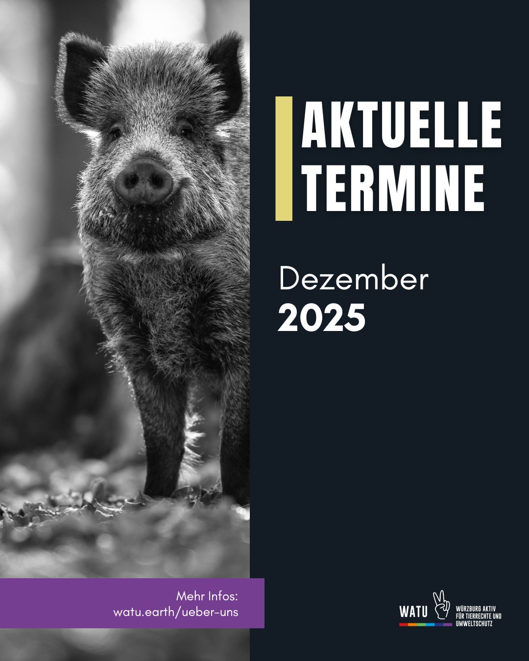 Im Hintergrund ein Wildschwein. 
Aktuelle Termine 
Dezember 2025