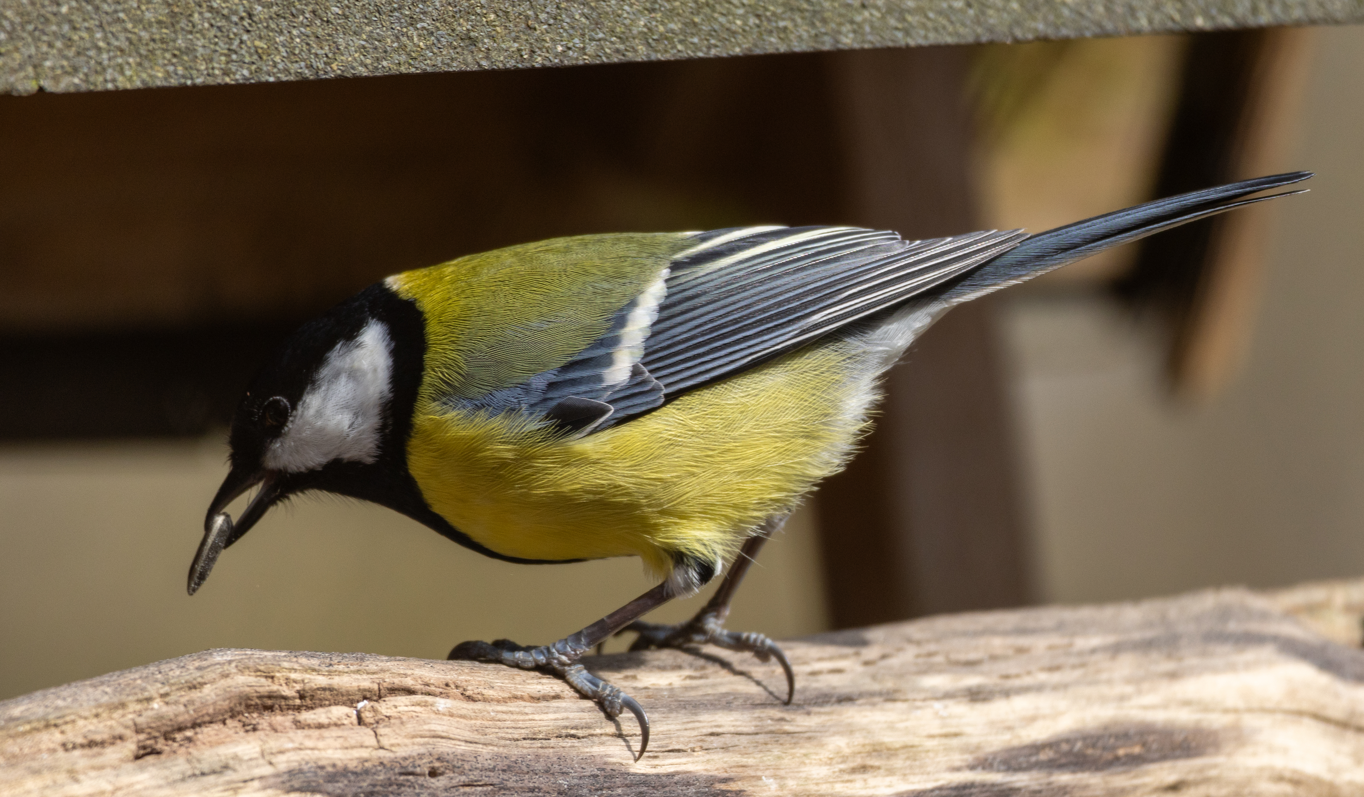 Eine Meise mit Korn im Schnabel