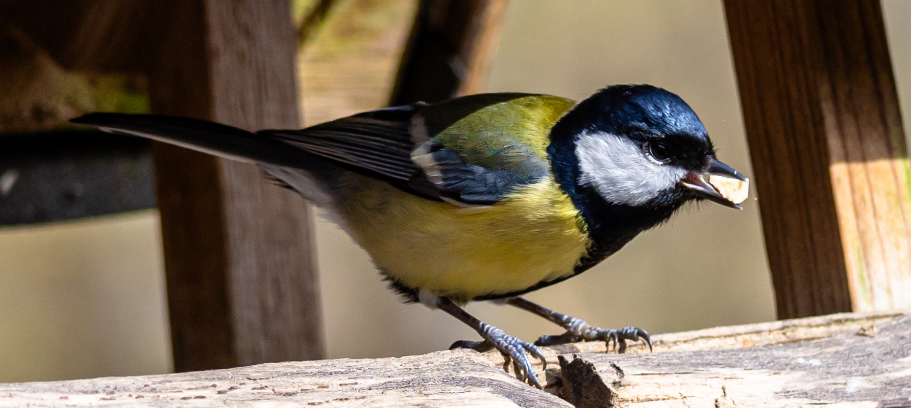Eine Meise mit Korn im Schnabel