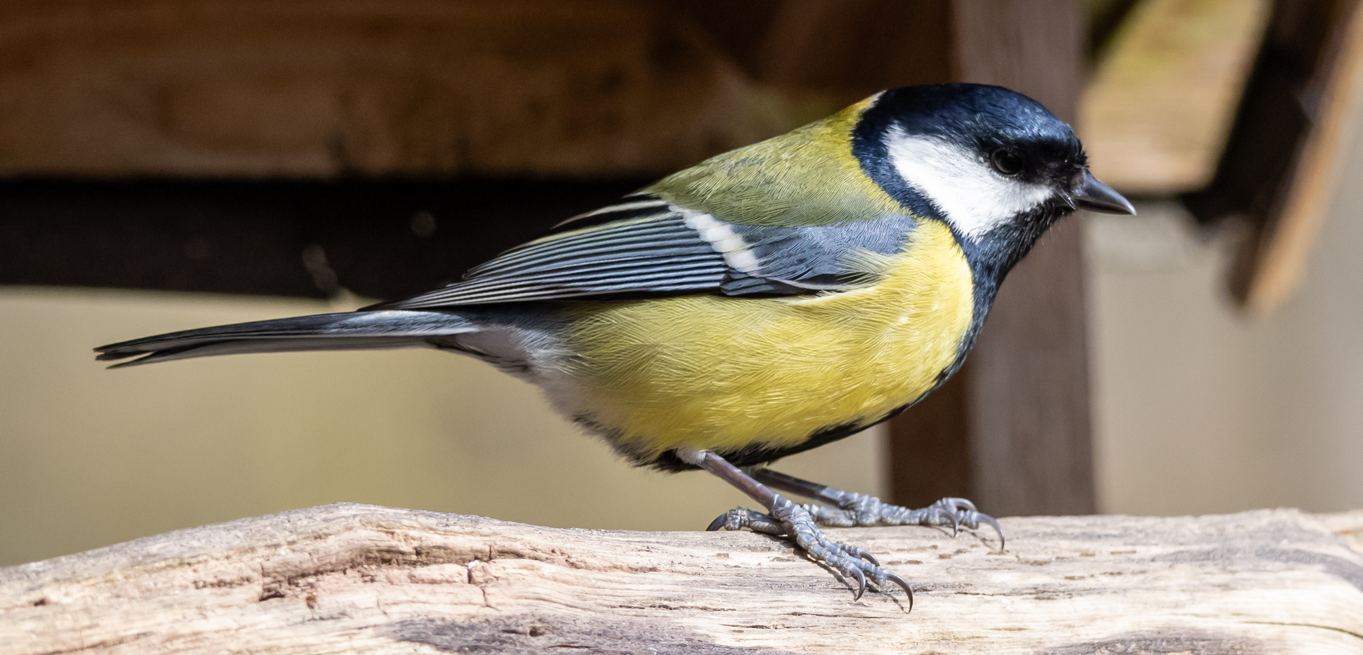 Eine Meise mit Korn im Schnabel