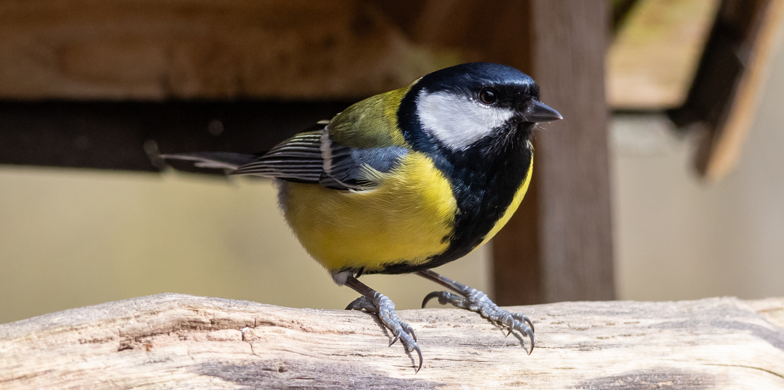 Eine Meise mit Korn im Schnabel