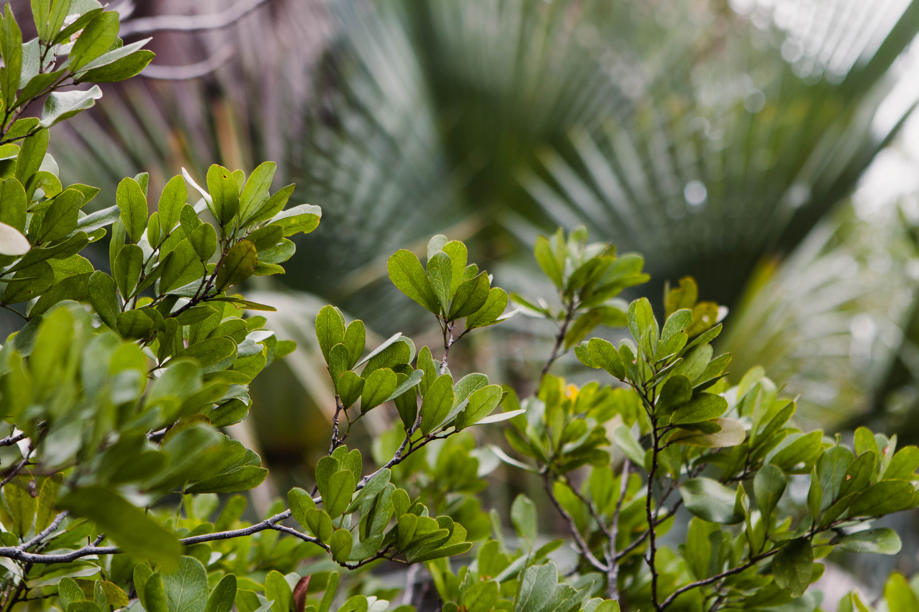 Blüten einer Pflanze