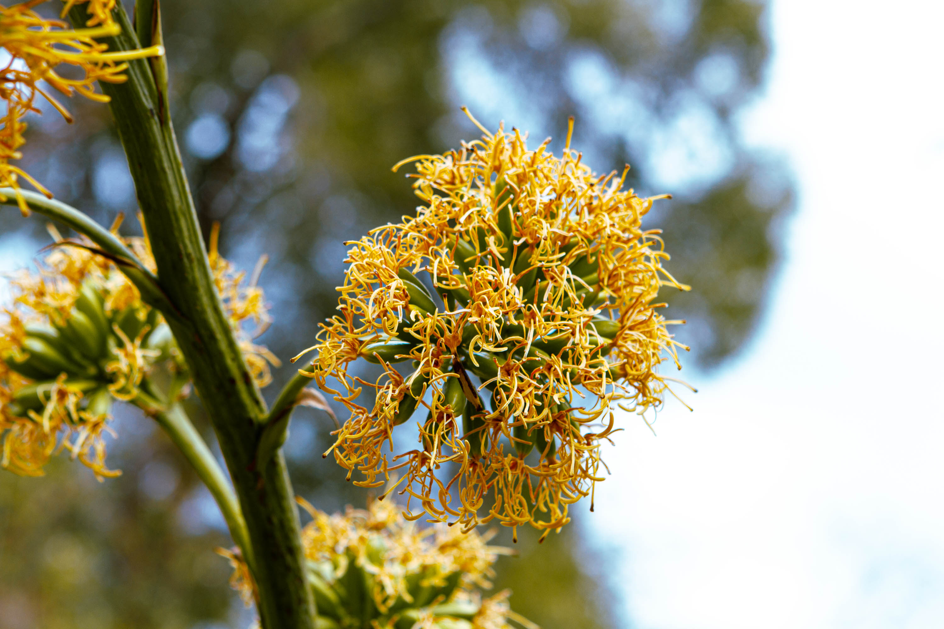Blüten einer Pflanze