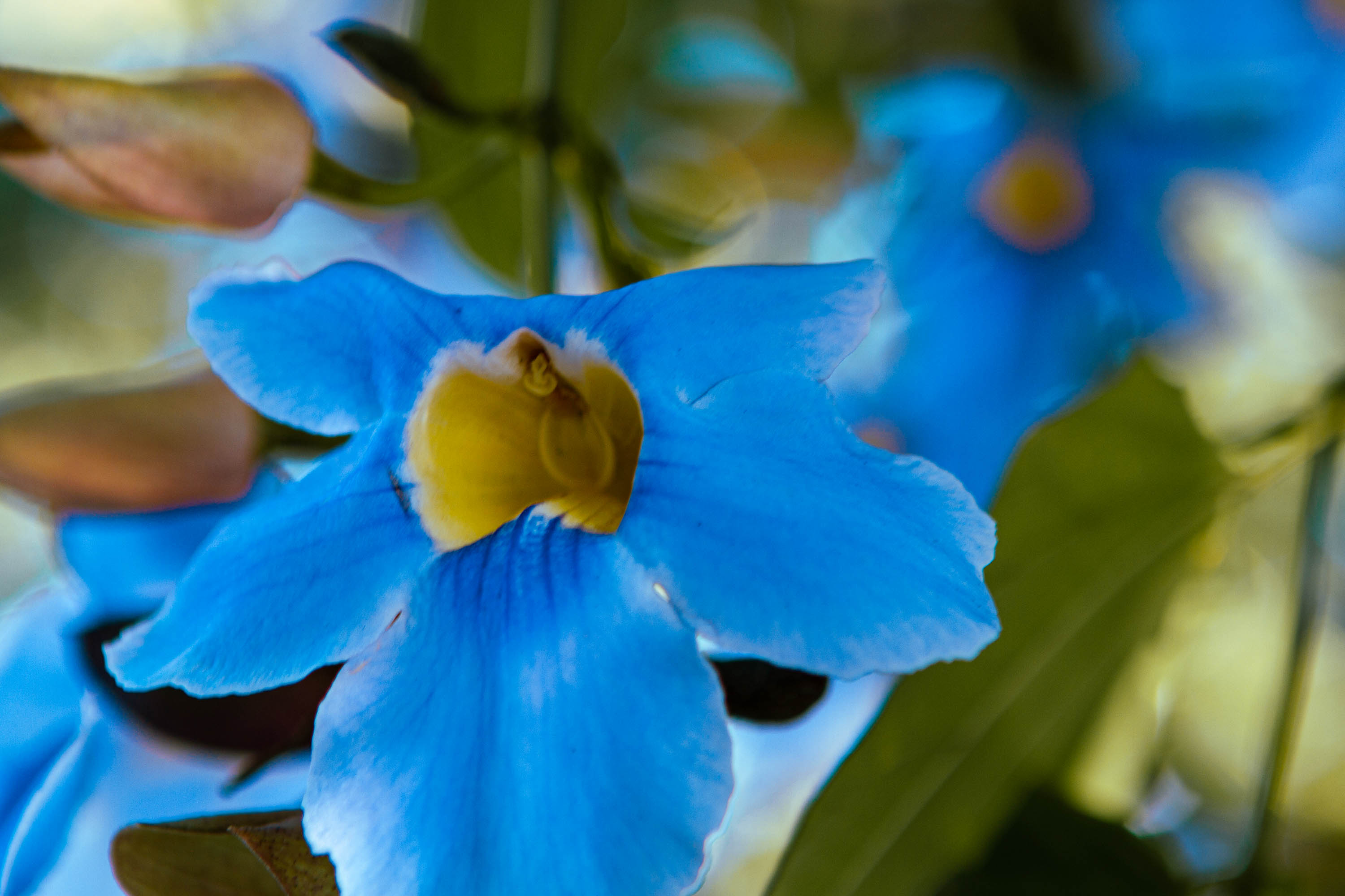 Blüten einer Pflanze