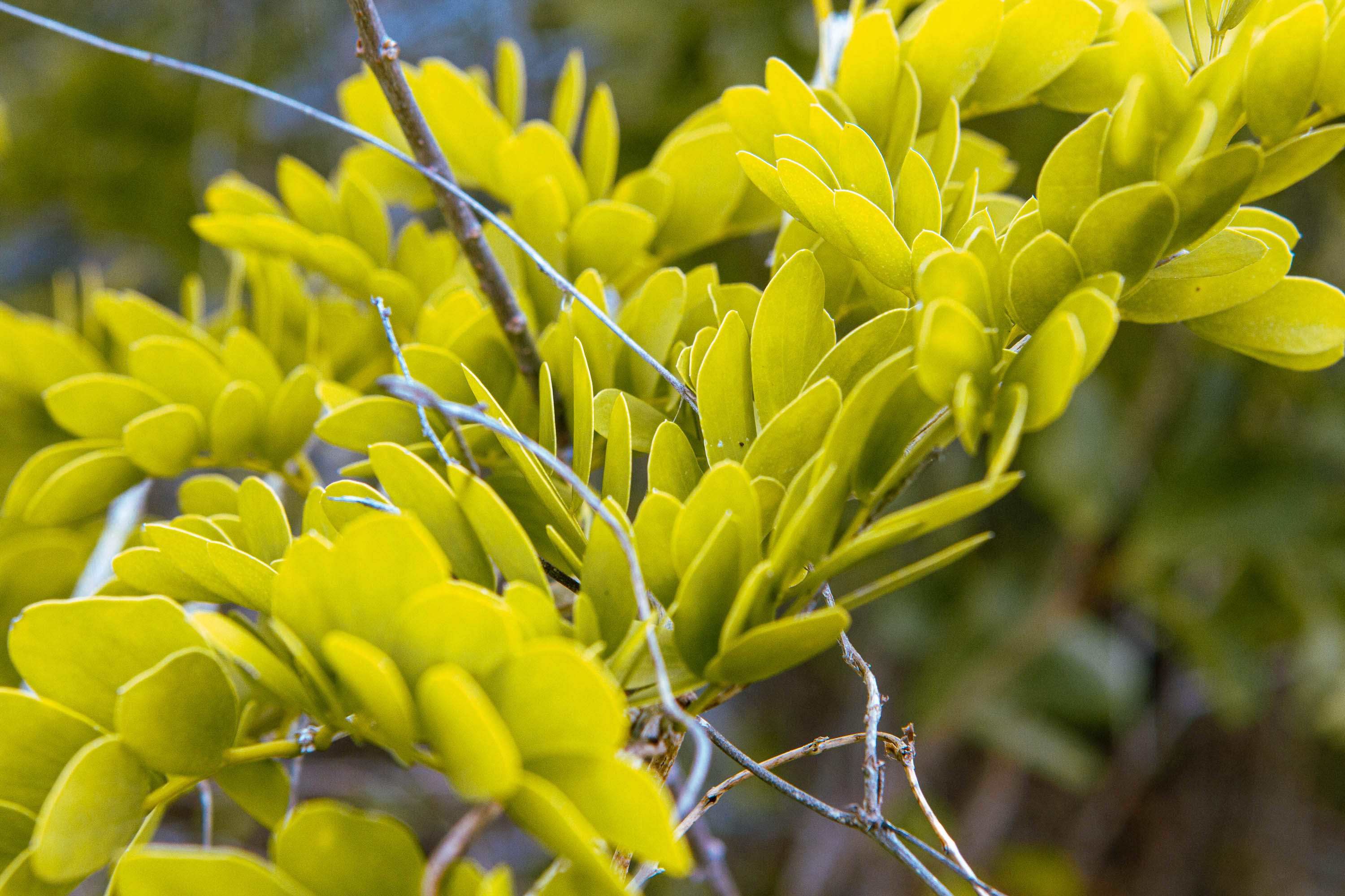 Blüten einer Pflanze