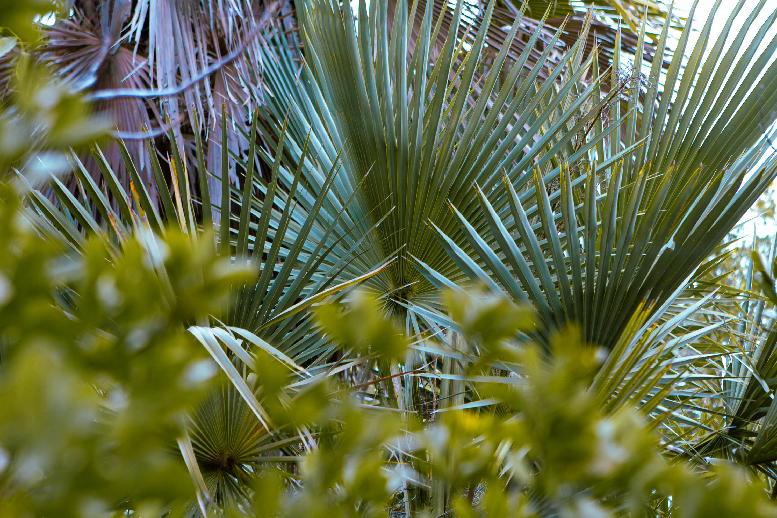 Blüten einer Pflanze