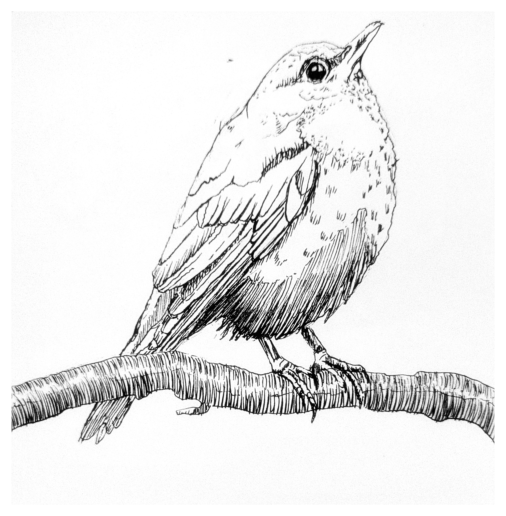 Auf dem Bild sieht man eine Amsel, die ihren Schnabel nach oben gerichtet hat und auf einem Ast sitzt. Es handelt sich um eine Fineliner-Zeichnung.