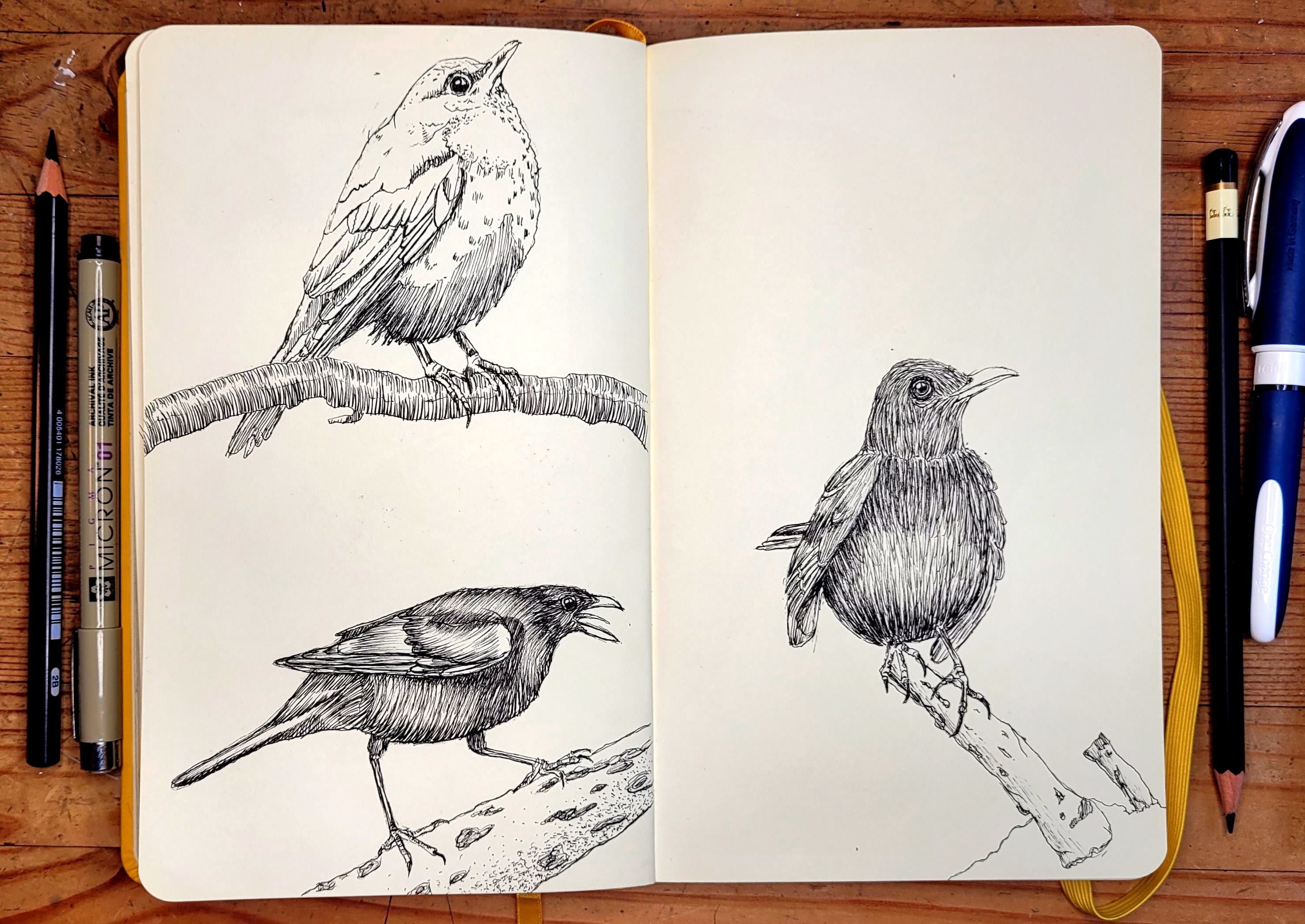 Das Foto zeigt mein Skizzenbuch. Auf einer Doppelseite sind 3 mit Fineliner gezeichnete Amseln zu sehen.