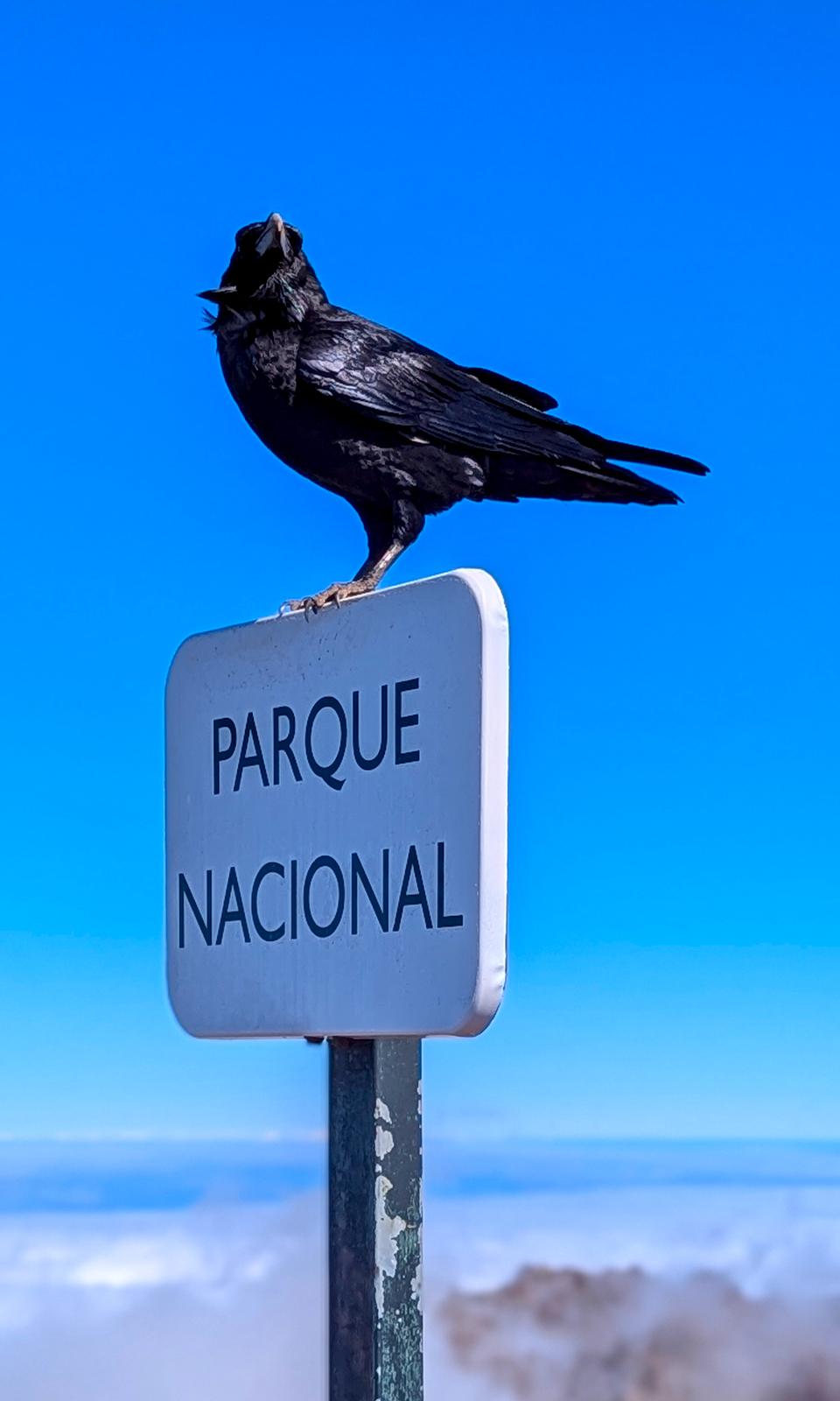 Schwarze Krähe vor blauem Himmel auf einem Schild mit Aufschrift "Parque Nacional"