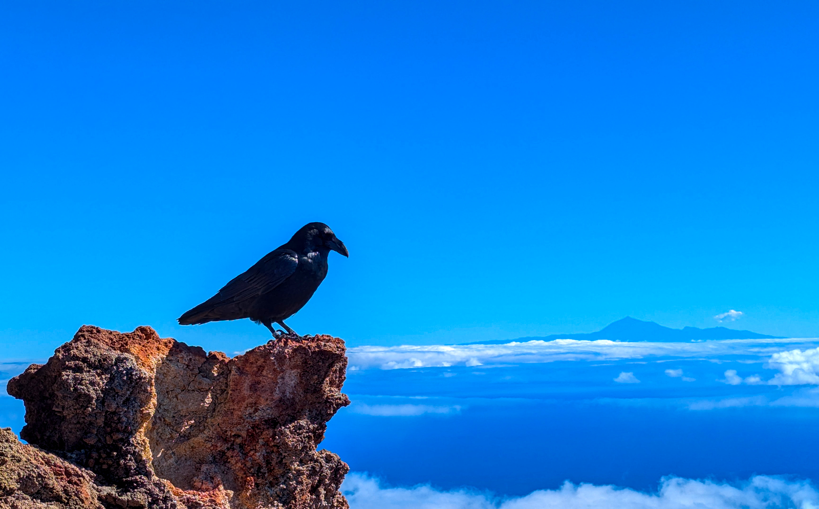 Schwarze Krähe vor blauem Himmel auf einem Felsen. Im Hintergrund der Teide (Teneriffa).