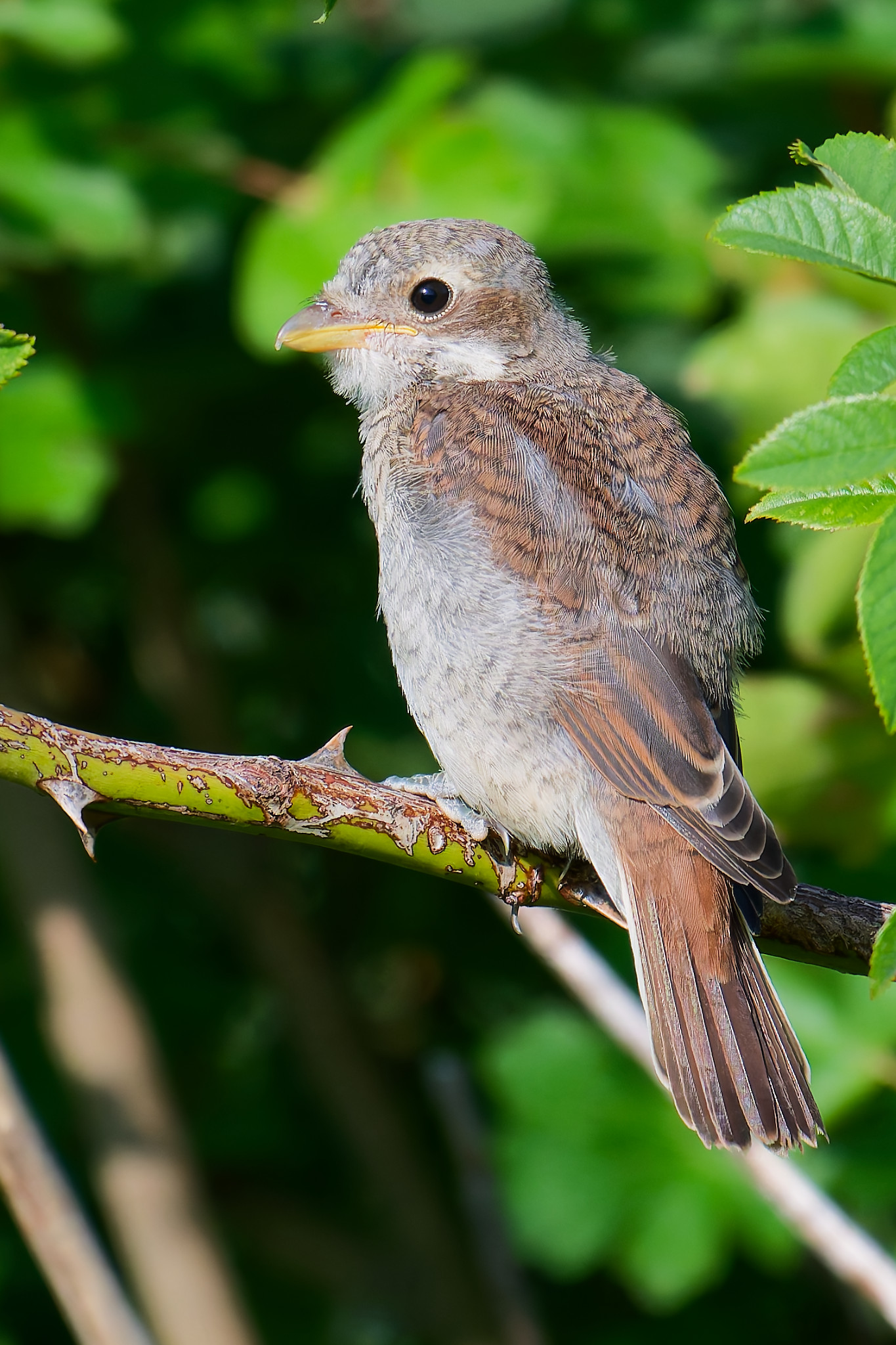 Neuntöter Jungvogel mit braun-grauem Gefieder sitzt auf einem dornigen Ast vor grünem Laub.