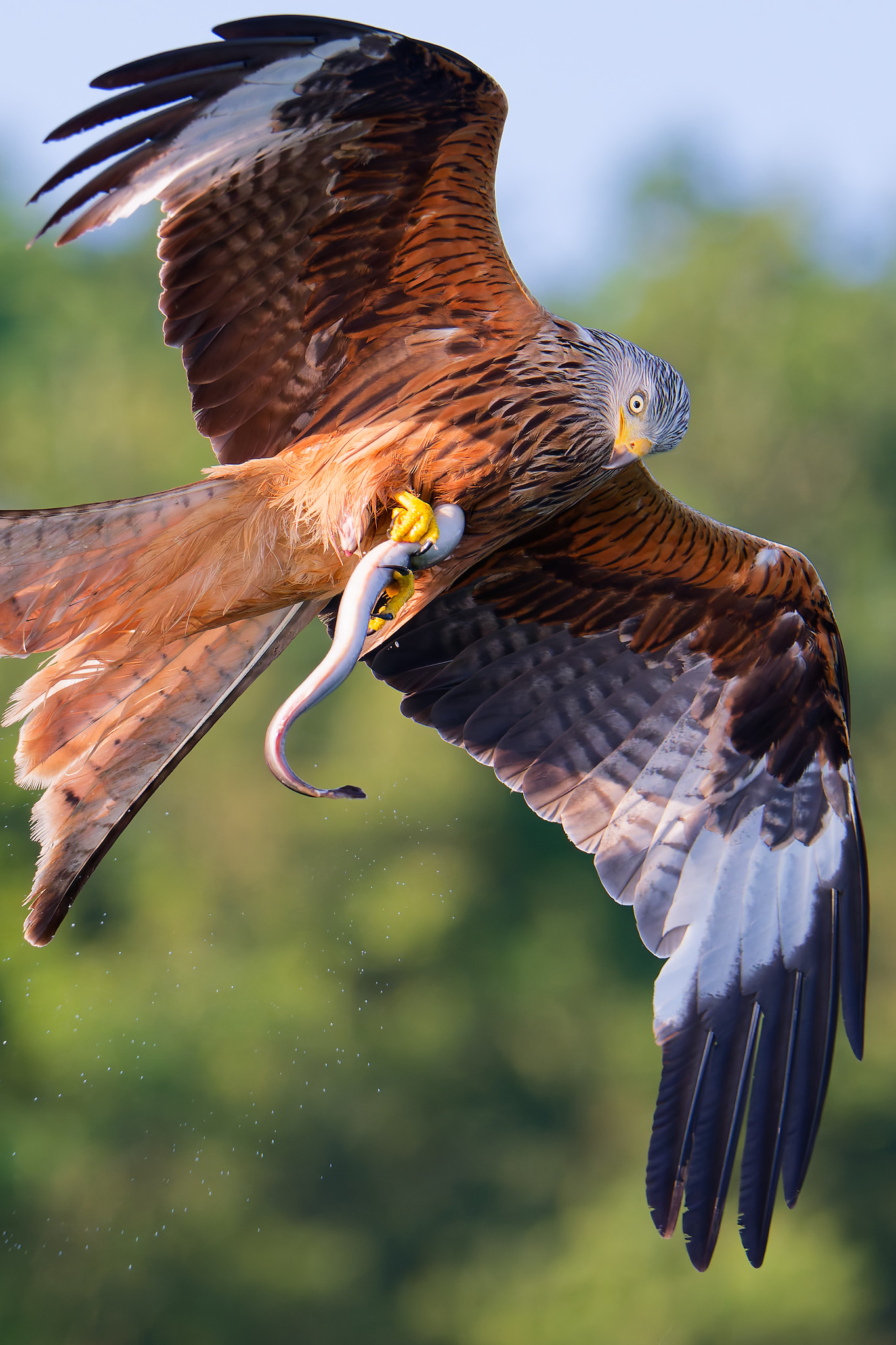 Ein Rotmilan im Flug mit ausgebreiteten Flügeln, der einen Aal in seinen Krallen hält. Der Vogel zeigt sein rotbraunes Gefieder mit schwarzen Spitzen an den Flügeln und einen gegabelten Schwanz. Der Hintergrund ist unscharf und grün.