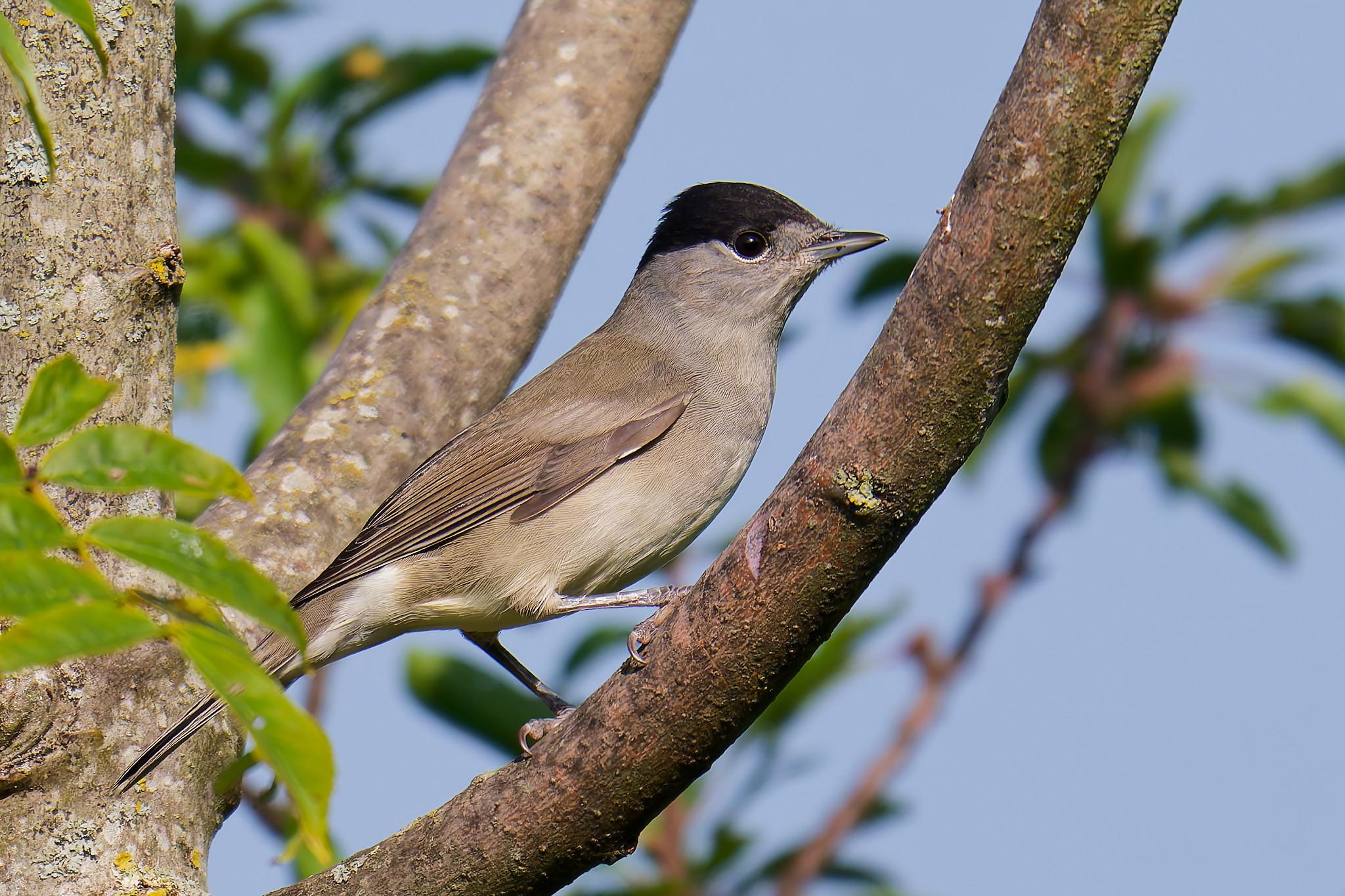 Männliche Mönchsgrasmücke mit schwarzer Kappe sitzt auf einem Ast, umgeben von grünen Blättern vor blauem Himmel.