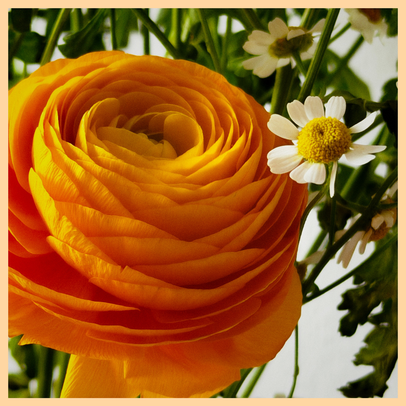 Eine Ranunkelblüte in goldgelbem Orange und ein paar Kamillenblüten