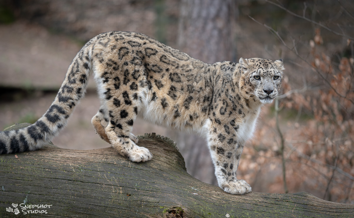 side-on photo if a snow leopard standing on a fallen tree. further trees and autumn leaves in the background