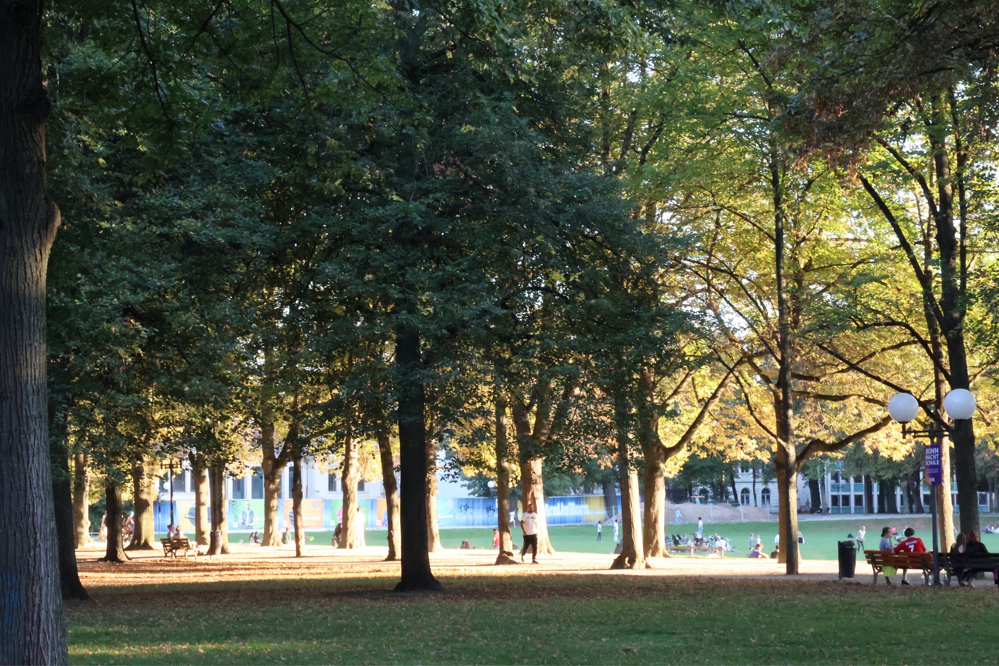 Wie beschrieben. Es sind Laubbäume, unter denen das Abendlicht hindurchscheint.