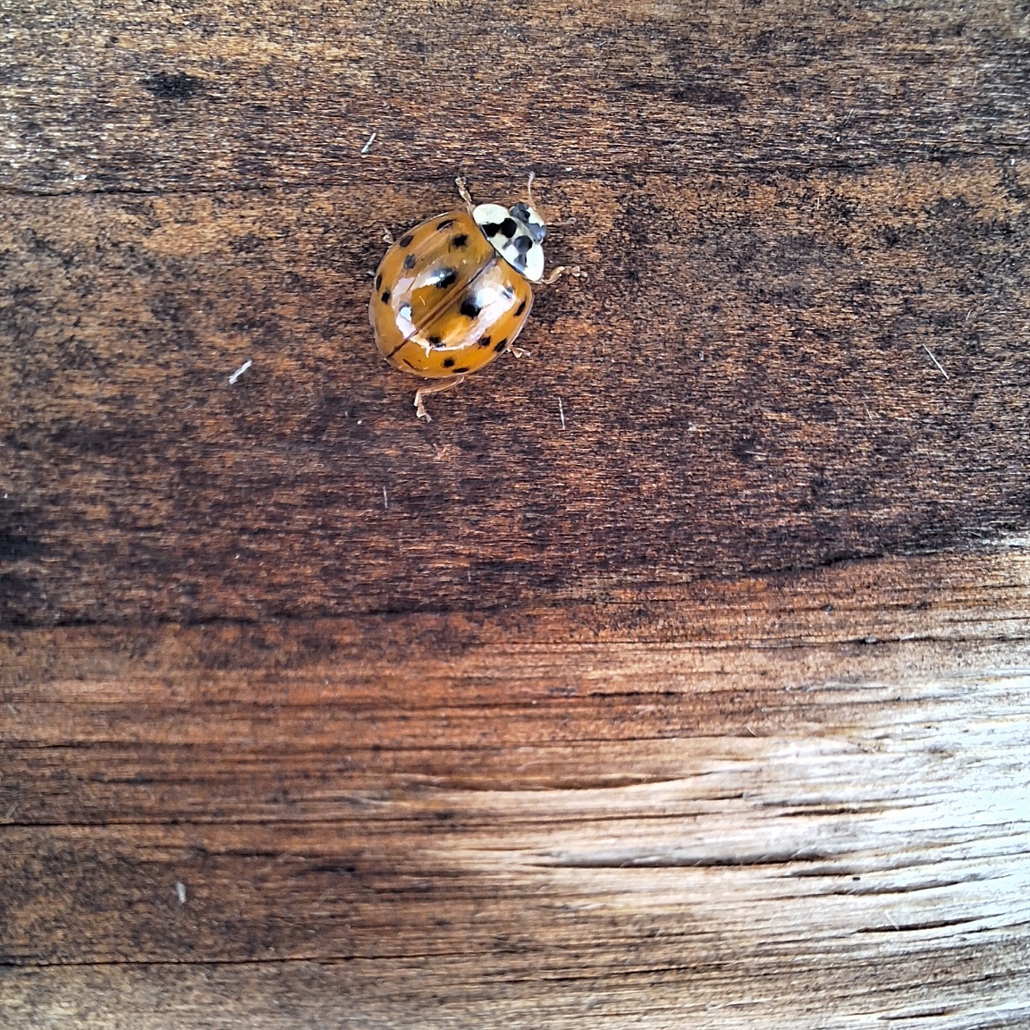 Macro-Aufnahme eines Marienkäfers auf einer dunkelbraunen leicht faserigen Borke. Die Flügel sind geschlossen, haben eine rotbraune Farbe mit schwarzen Punkten. Der Kopf ist weiß/schwarz gemustert. Drumherum sechs schmale Beinchen und vorne am Kopf zwei Fühler. Die glatten Flügel reflektieren das Licht des Himmels. Im unteren Teil des Bildes fehlt die Borke. Dort erscheint die  waagerechte Maserung von rechts ganz hell bis zum linken Bildrand in schmutzigem Braun.