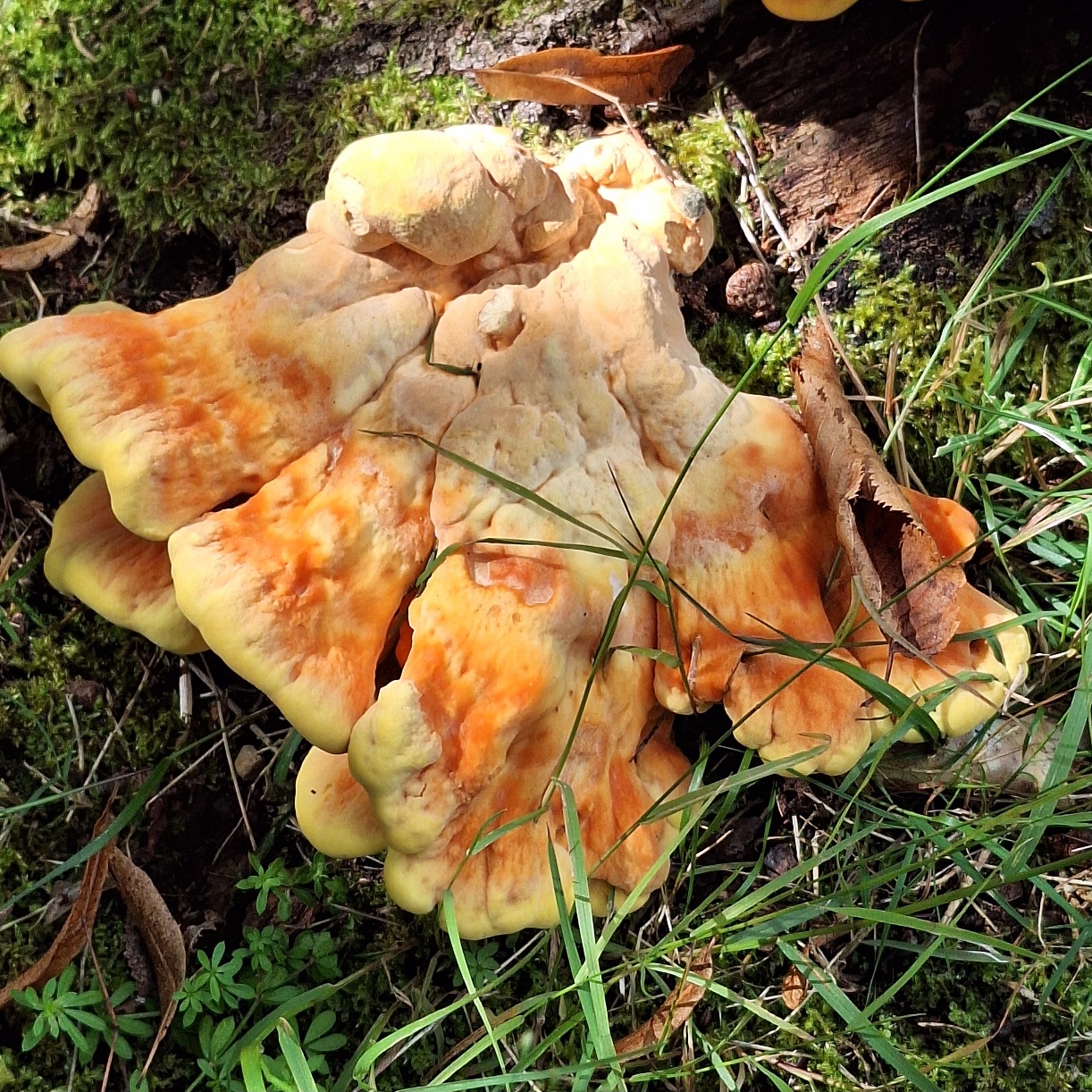 Nahaufnahme eines 'Gemeinen Schwefelporlings' (Laetiporus sulphureus), der aus einem toten, grün bemoosten Baumstamm herauswächst. Die Hüte sind flächenartig ausgebreitet und leuchten orange mit schwefelgelben Rändern. Die Sonne scheint und beleuchtet die Pilzbasis punktgenau.
Rechts unten grüne Grashalme und Stängel.