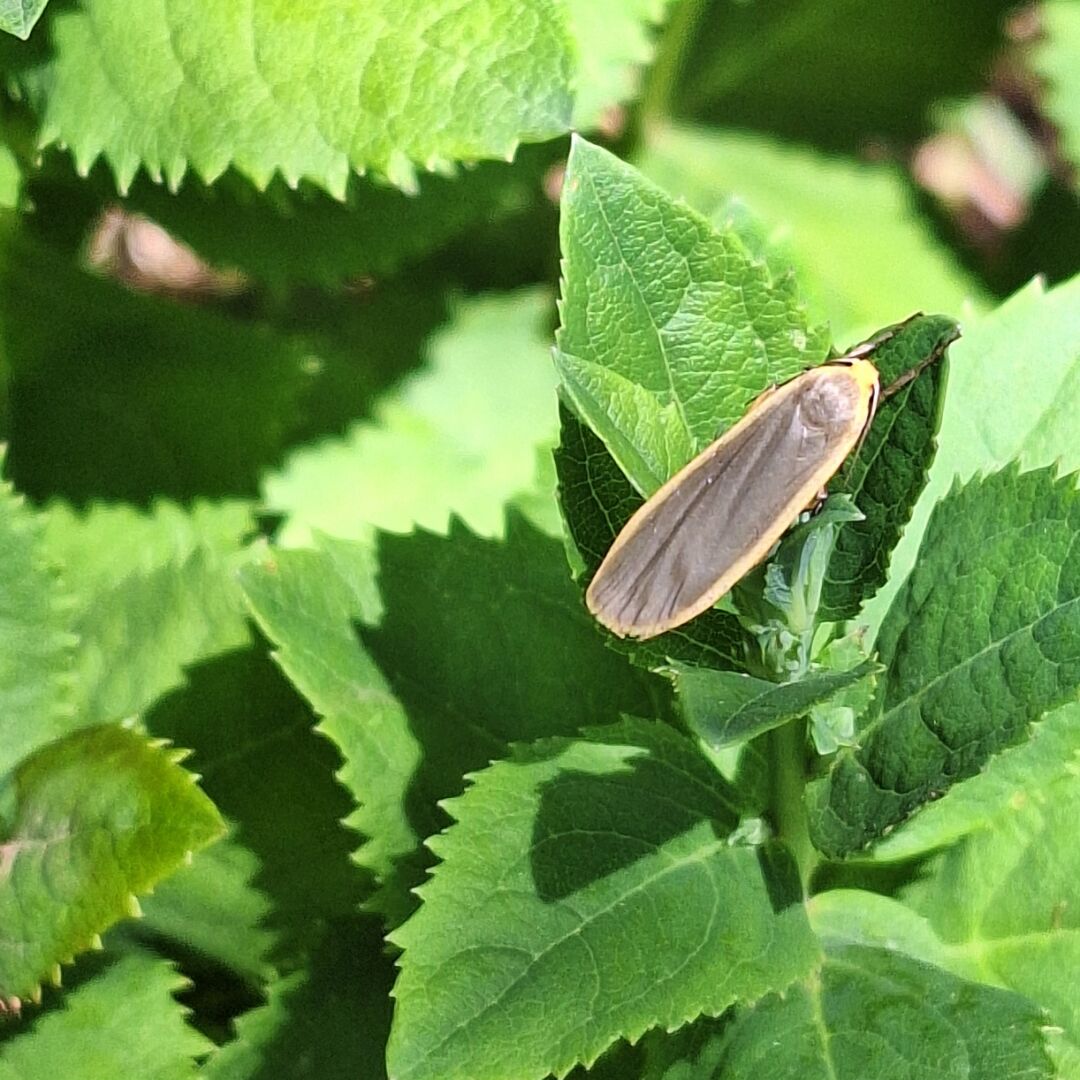 Nahaufnahme von oben im Sonnenlicht auf ein „Flechtenbärchen (Eilema indet)“, der auf der Spitze einer Ballonblume „thront“. Die Hinterflügel oberseits grau und zartgelb gesäumt und sind einem Sonnenblumenkern zum Verwechseln ähnlich. Darunter fächern sich dunkelgrüne rautenförmige Blattspreiten mit doppelt gesägten Blatträndern.