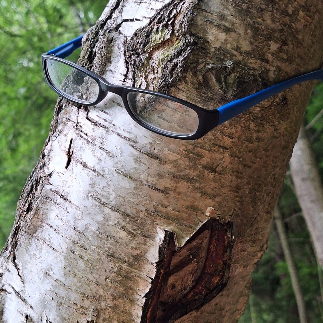 Ein diagonal von links unten nach rechts oben durch’s Bild ragender Abschnitt der hellen vernarbten aufgerissenen Rinde einer Birke. Über den Stamm ist eine Lesebrille mit schmalen gerundeten Gläsern und einem schwarzen Gestell mit blauen Bügeln geklemmt. Die Rindennarbe über der Brille erinnert an eine ins Gesicht fallende Locke. Die rautenförmige Öffnung mit breitem dunklen Rand verleiht dem „Baumgesicht“ Charakter. Im unscharfen Hintergrund kreuzen schmalere ebenfalls helle Baumstämme den breiten Stamm im Vordergrund im ansonsten ruhigen Grün des Waldes.