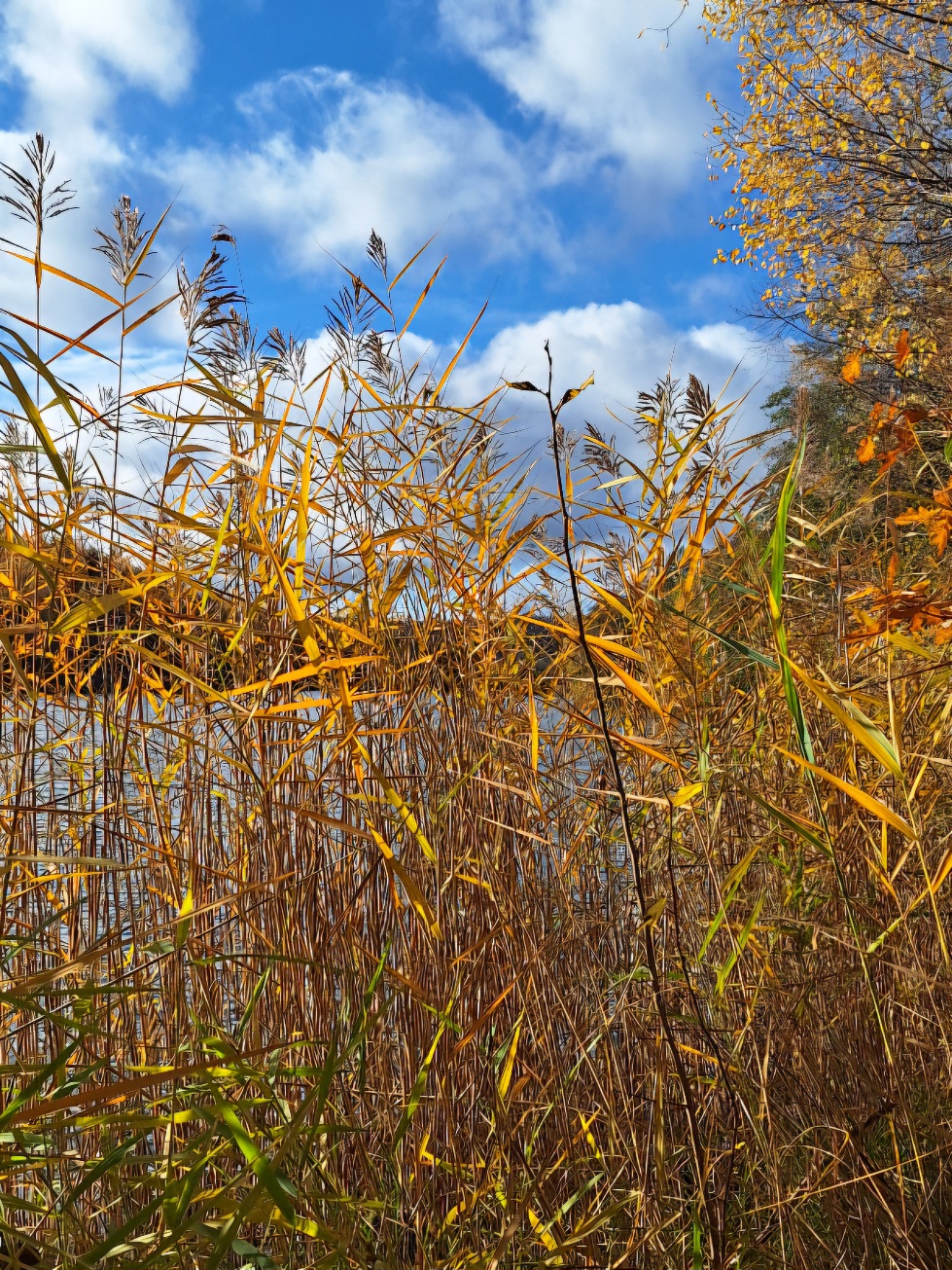 Blick durch hohes Schilfgras über eine leicht gewellte Wasseroberfläche auf die gegenüberliegende dunkle Uferseite. Die obere Hälfte des Bildes zeigt den hellblauen Himmel mit weißen Wolken. Die Sonne scheint und bringt das Schilfgras goldgelb zum Leuchten.