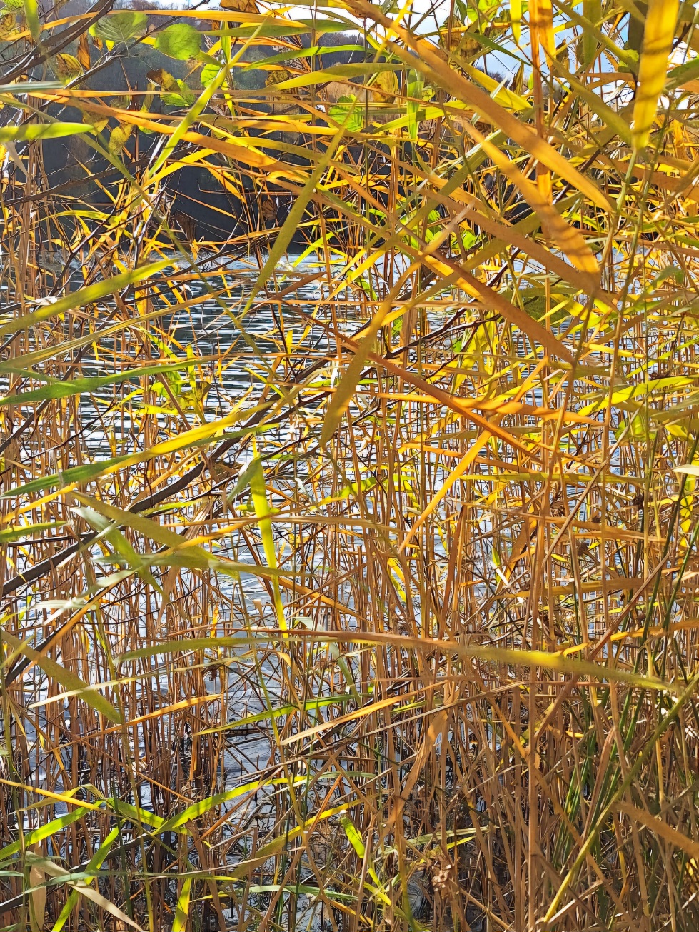 Mehr Schilf. Weniger Himmel.