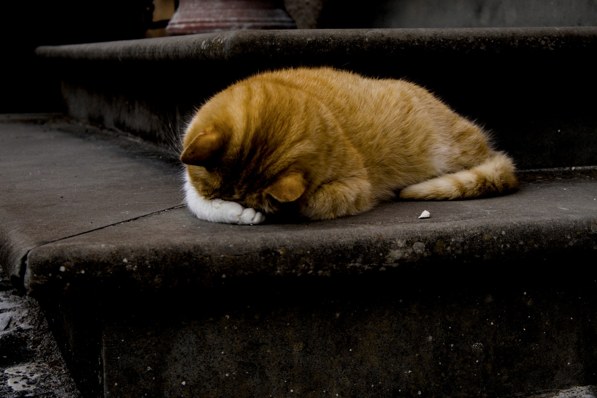 Red cat sleep on a stair