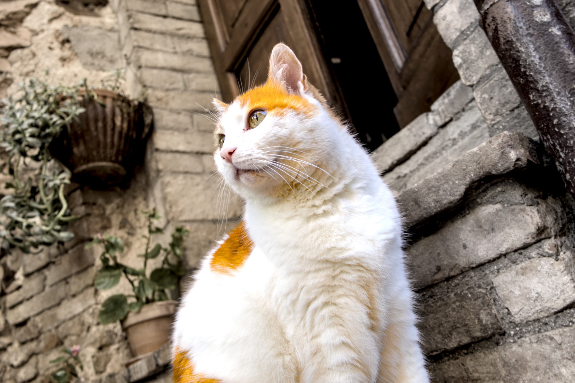 White/red cat look to the infinite