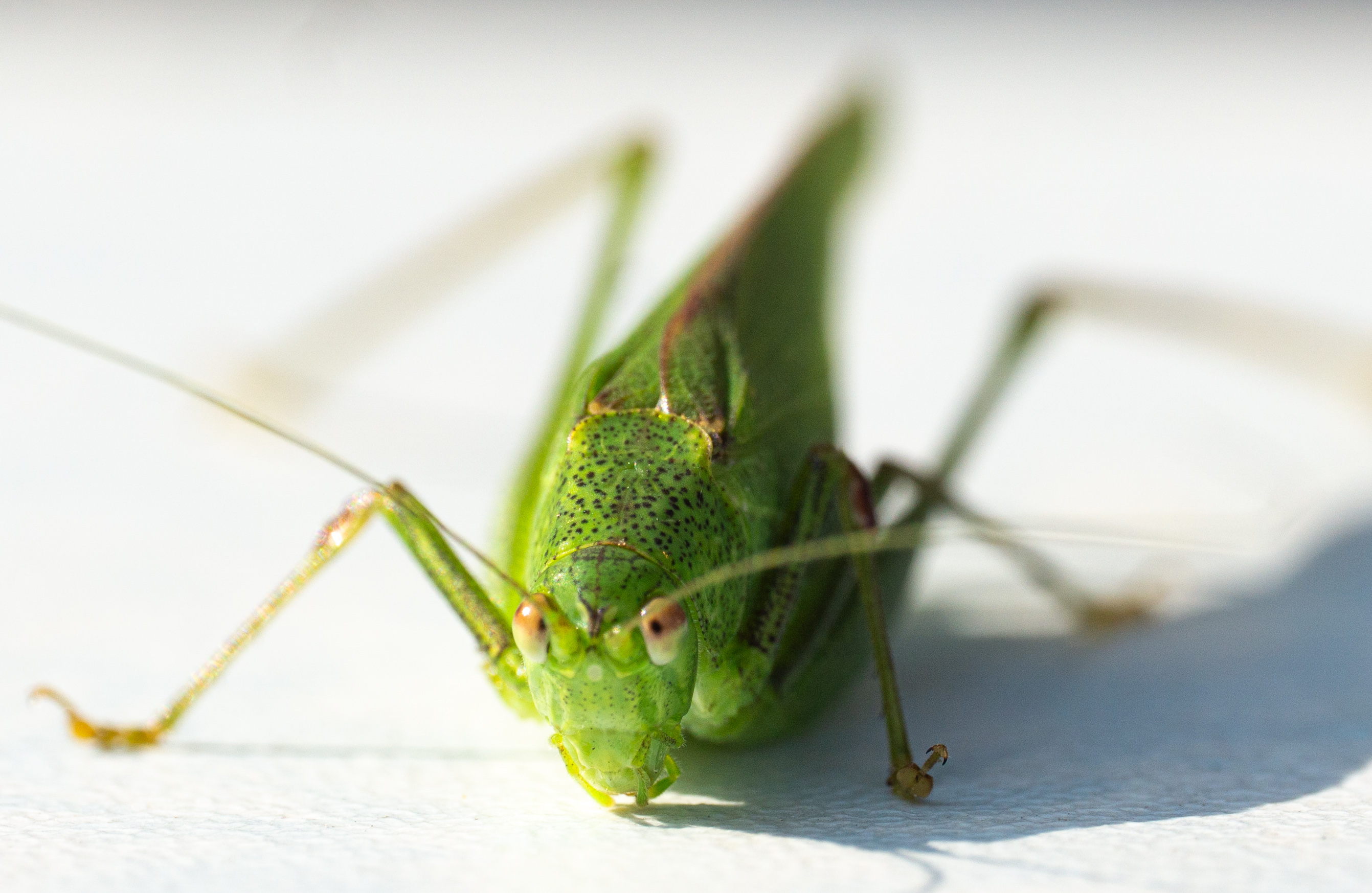 Marco of a Grasshopper on a white ground. The animal looks into the camera.
