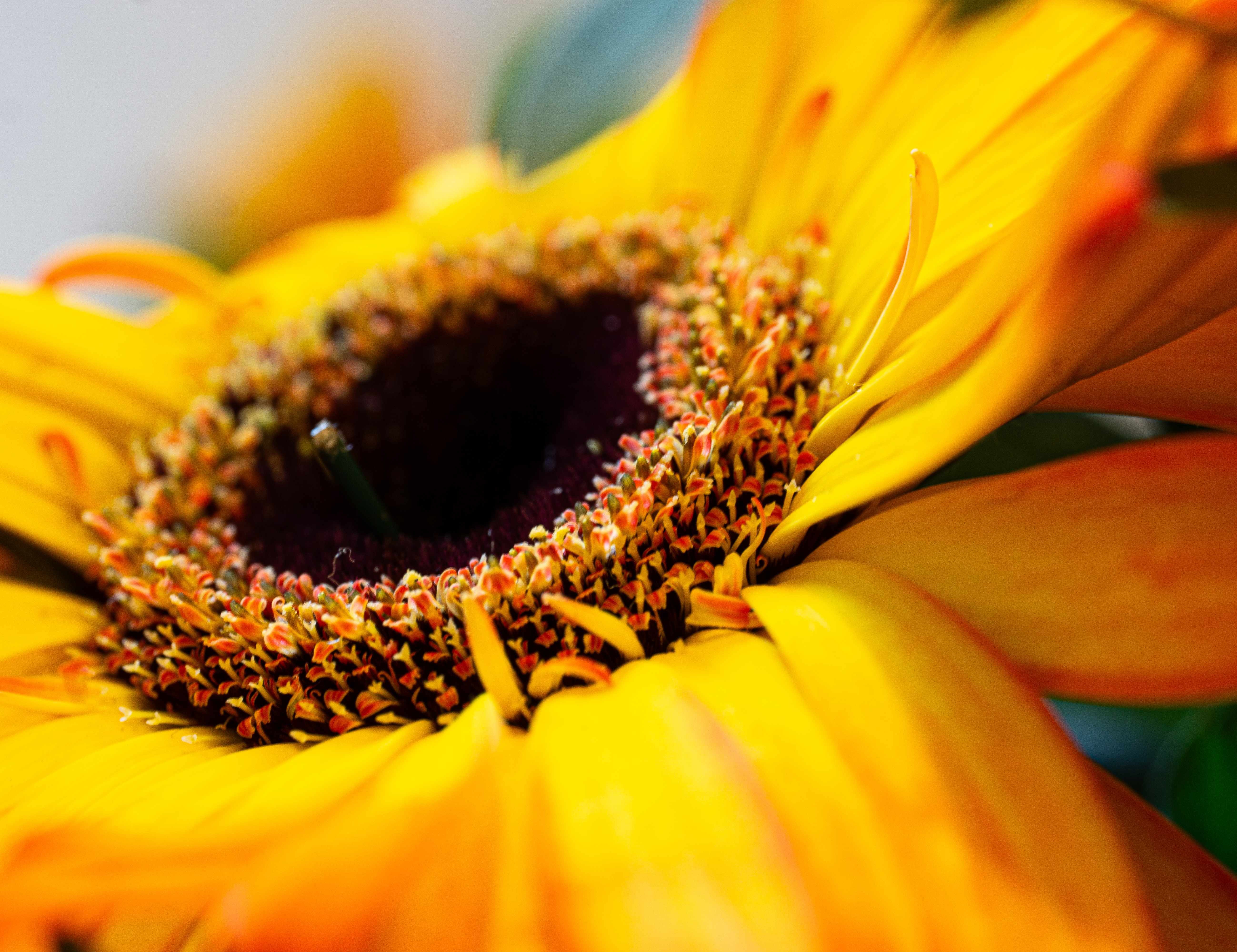 Wilted gerbera flower in yellow orange