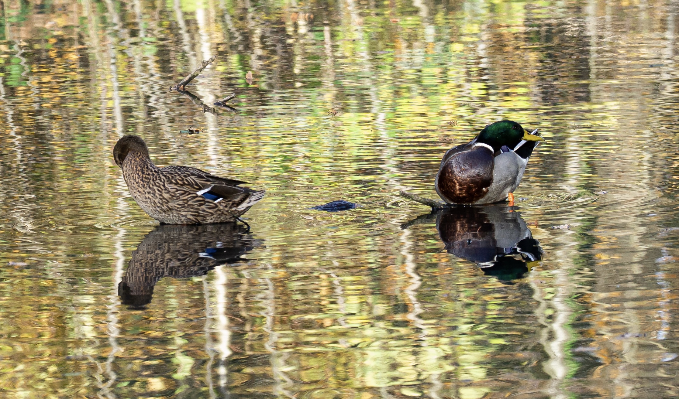 Two ducks on a pond. The ducks and the autumn leaves on the trees are reflected in the water's surface.