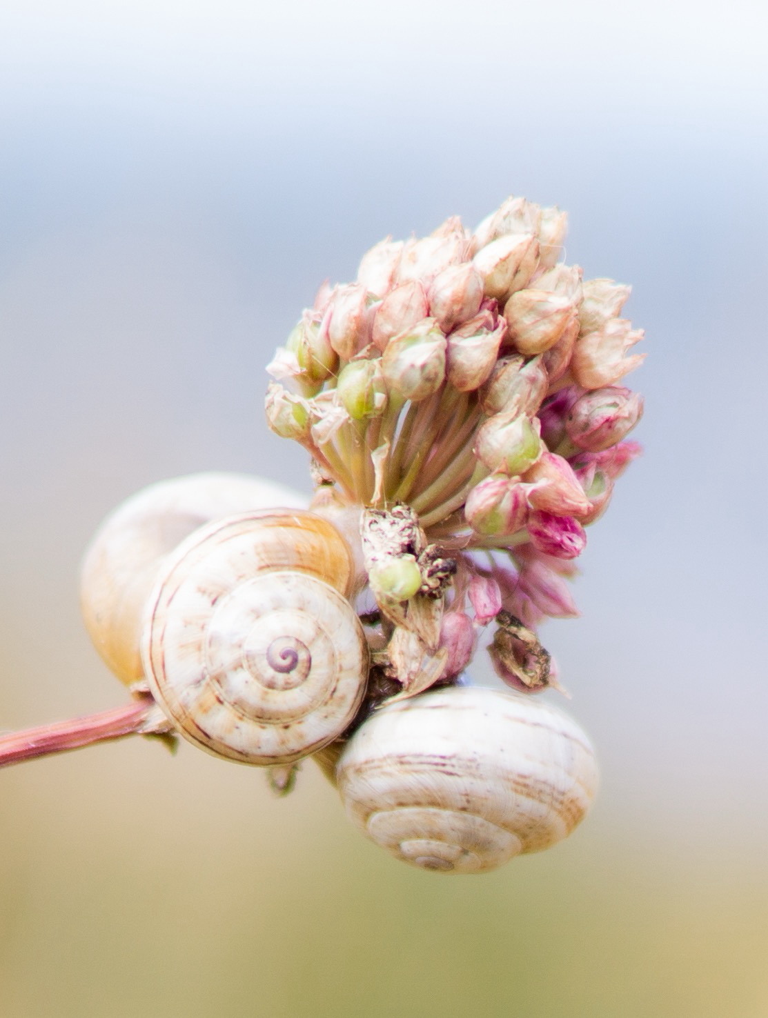 Close up of a Dune flower with snails.