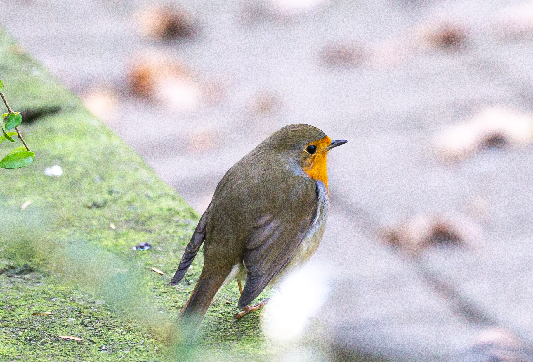 Close up of a robin