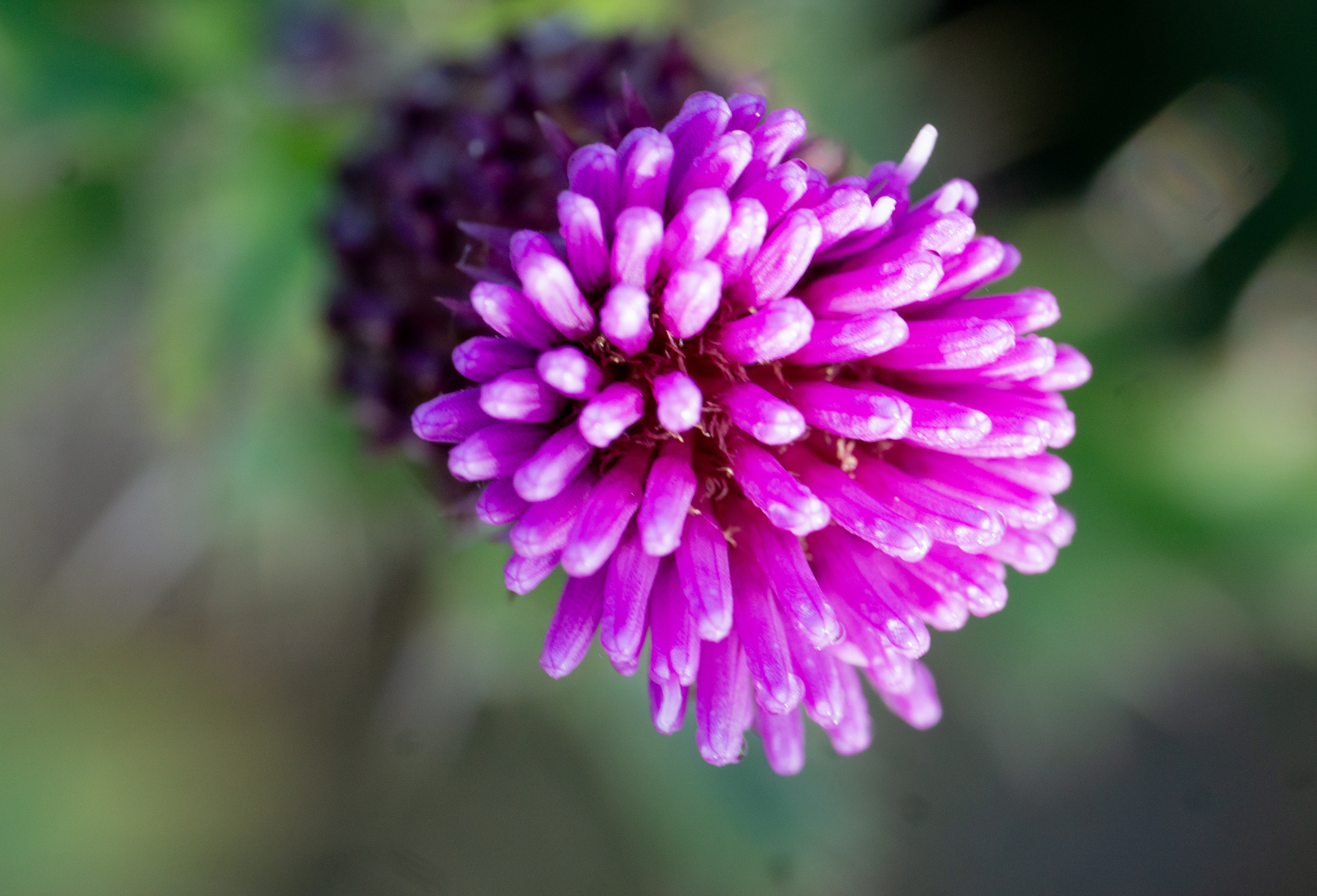 Makro of a Propeller wildfloer bloom